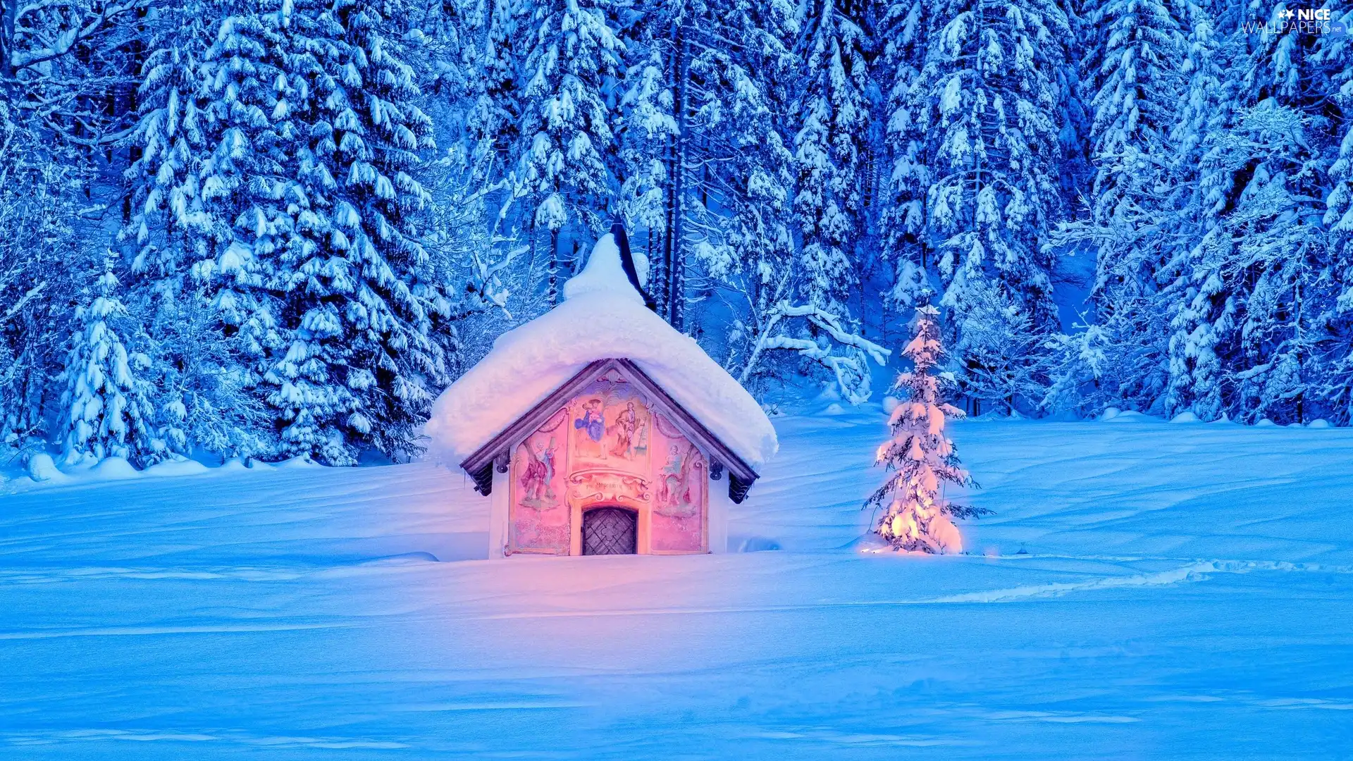 trees, viewes, lights, snowy, christmas tree, snow, winter, Home