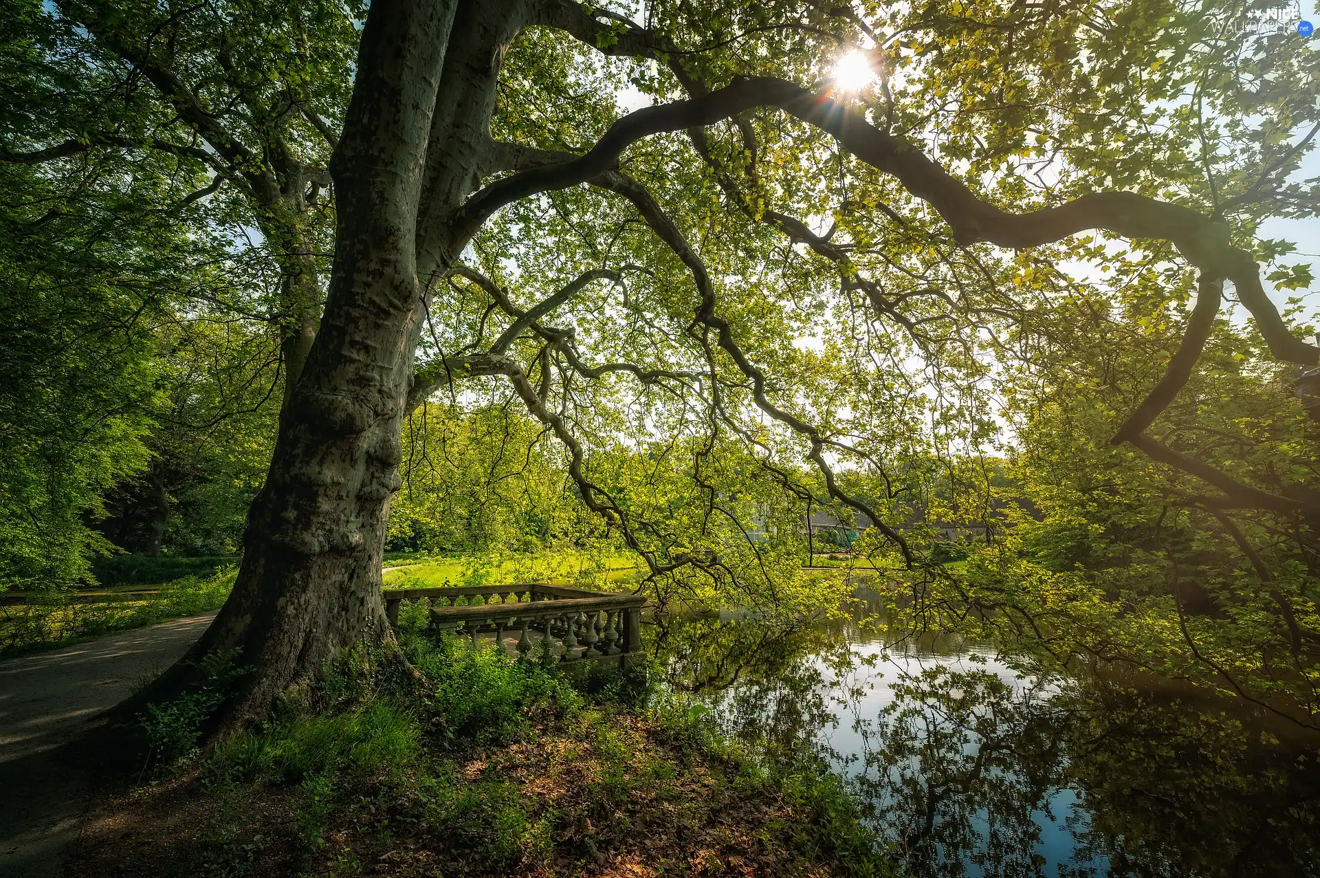 trees, Park, spreading, trees, viewes, Pond - car