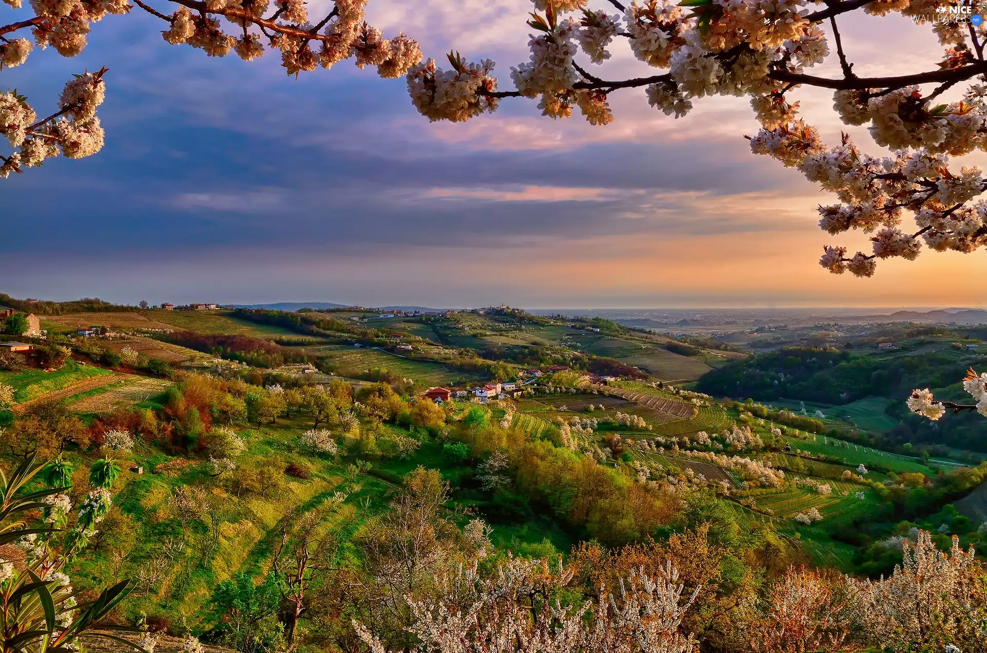 trees, Spring, field, Houses, Farms