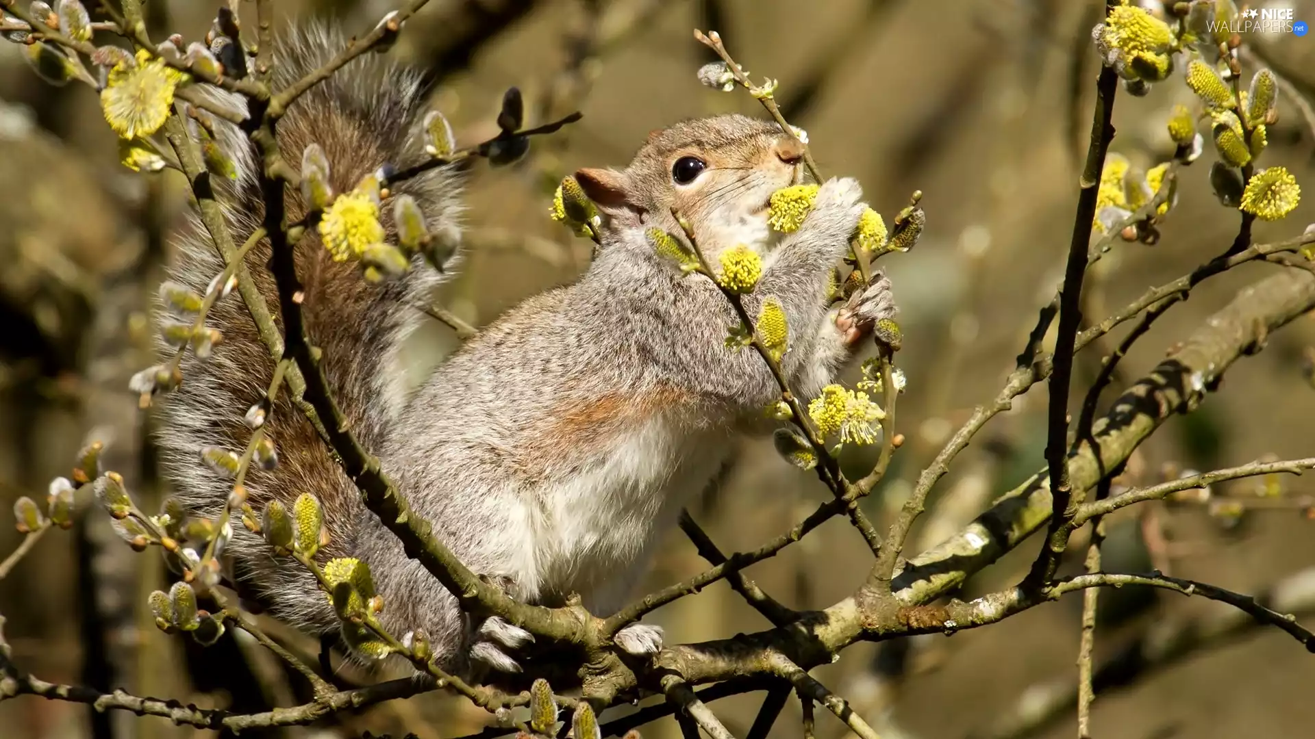 squirrel, Willow, database, trees