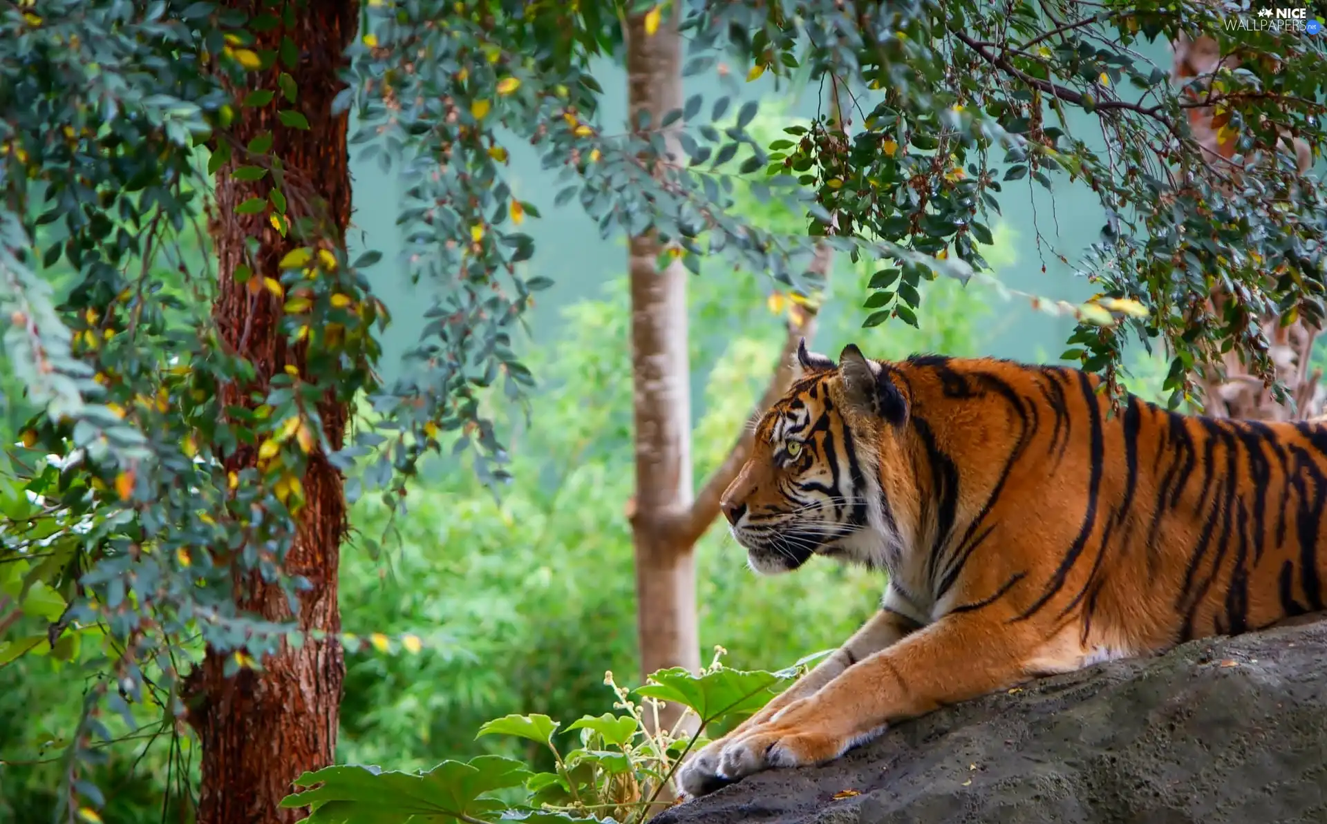 trees, tiger, Stone