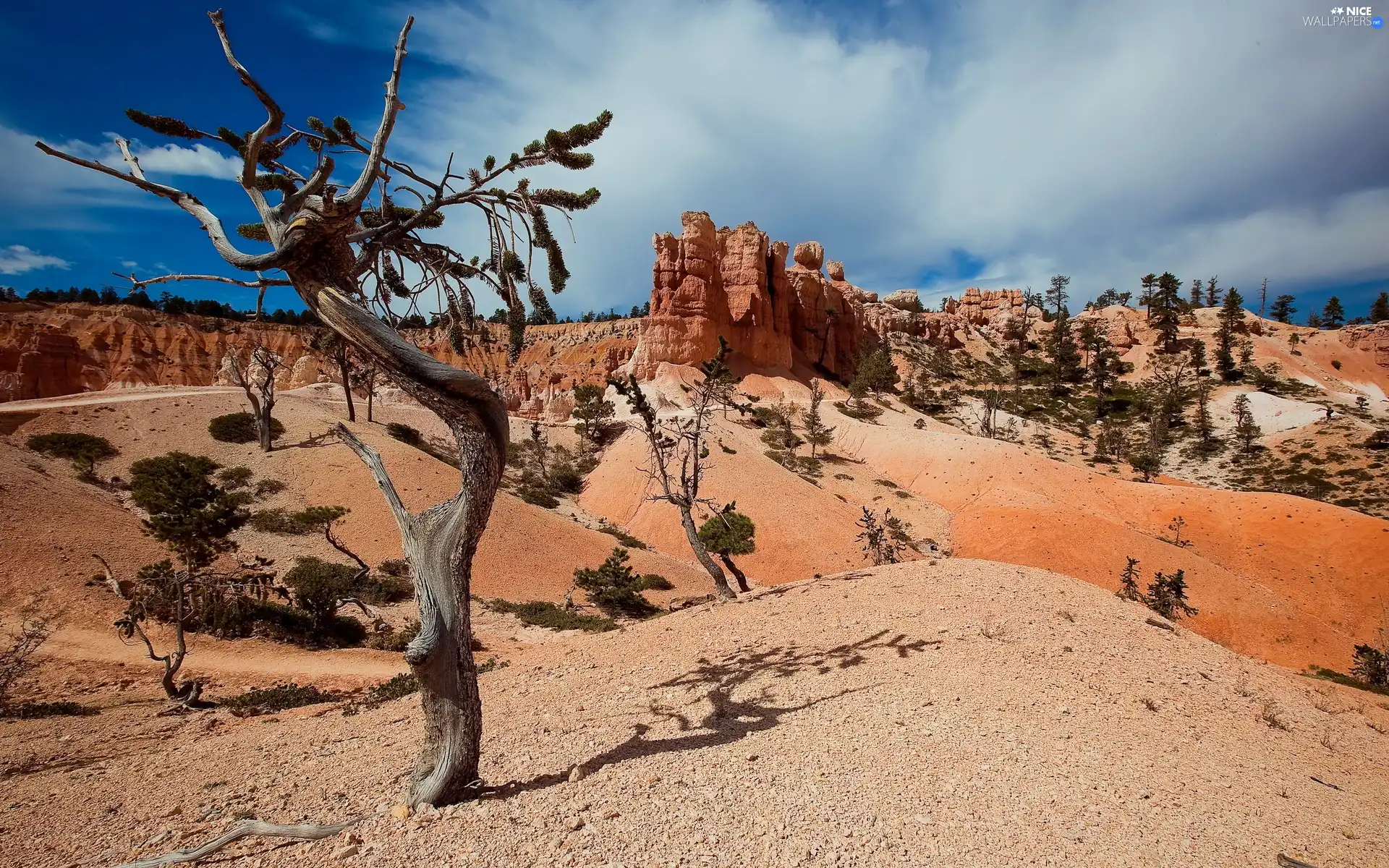 trees, Sky, Stones rocks, dry, canyon