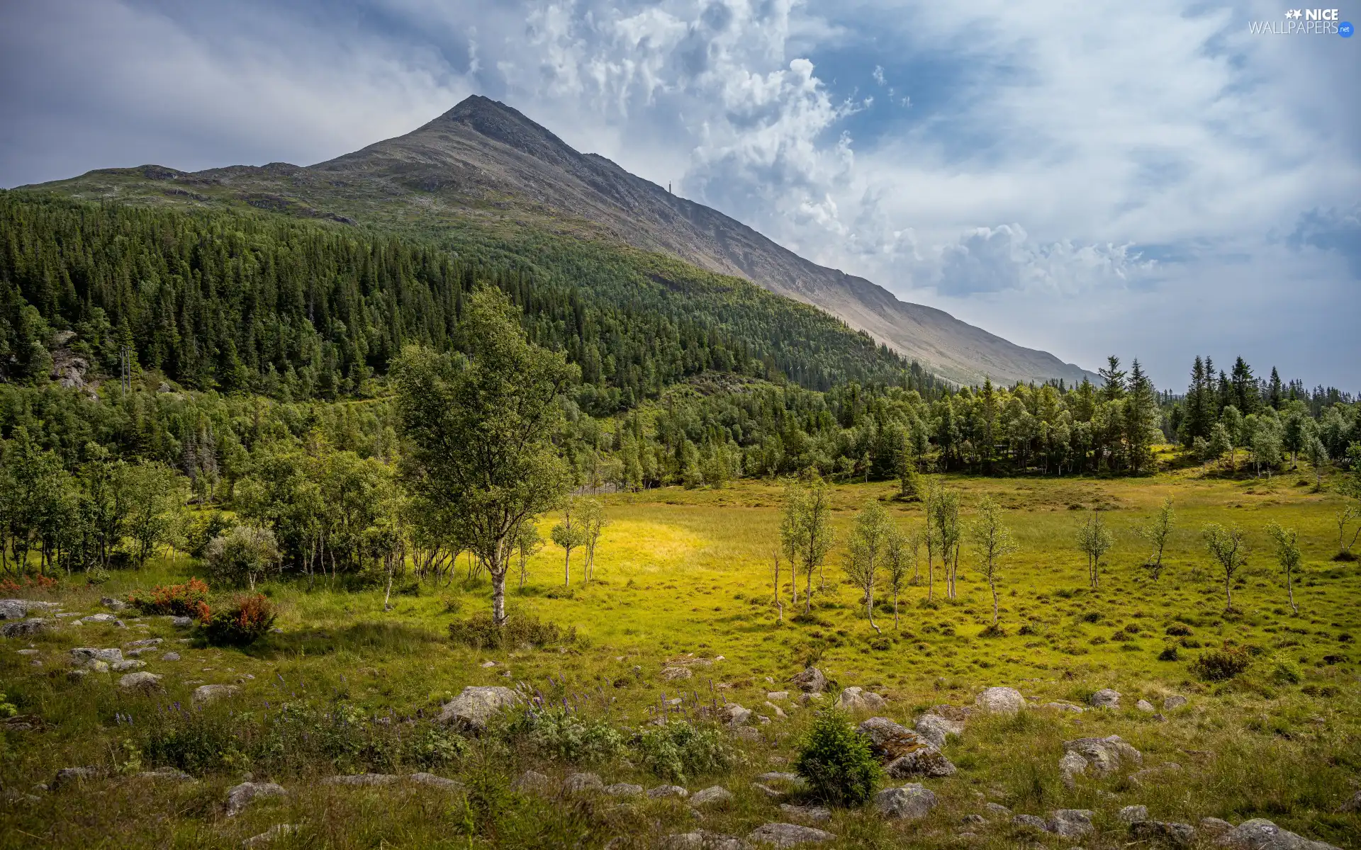 trees, Mountains, car in the meadow, Stones, viewes, forest