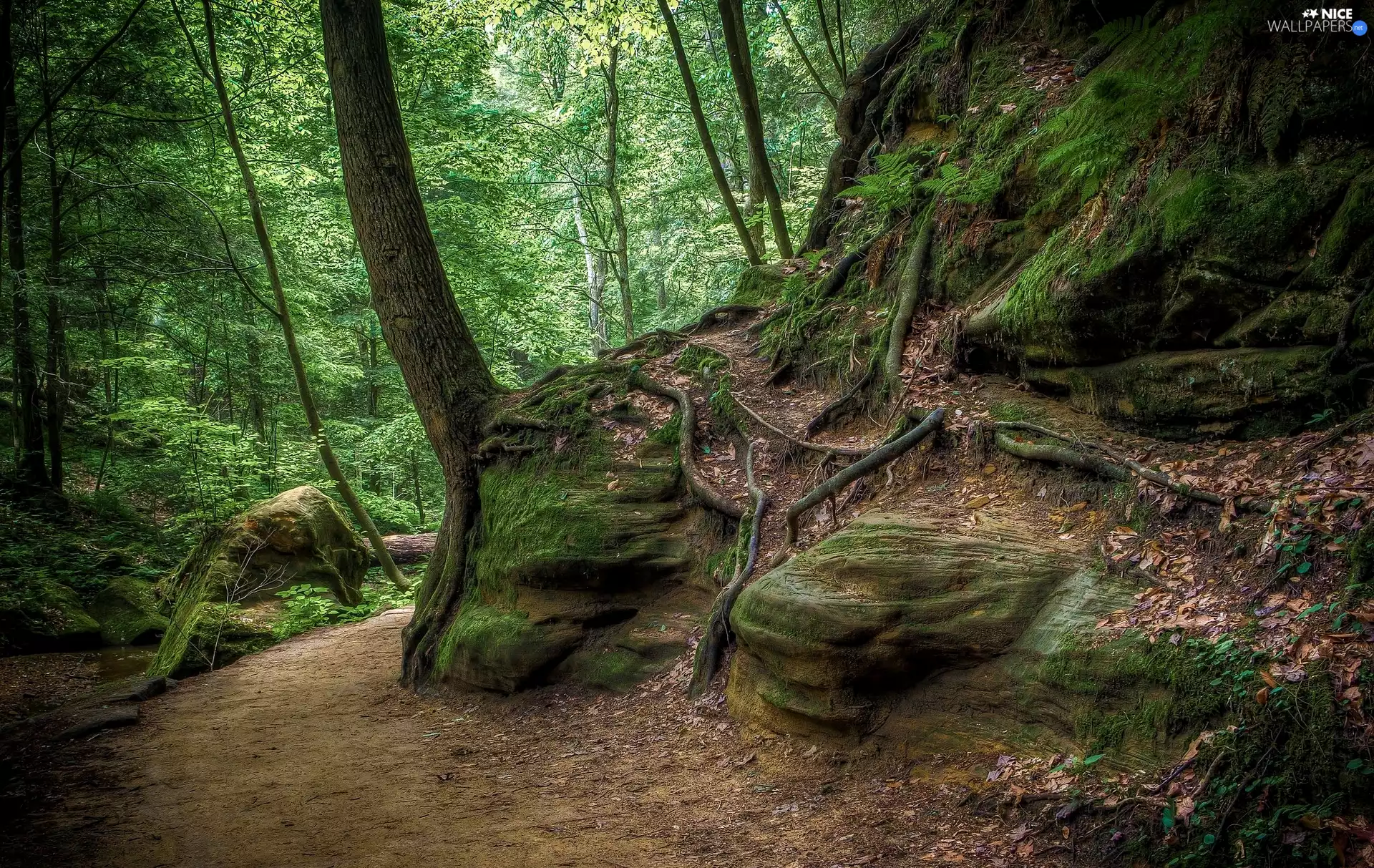 trees, forest, viewes, roots, Leaf, Path, Stones, rocks, mossy