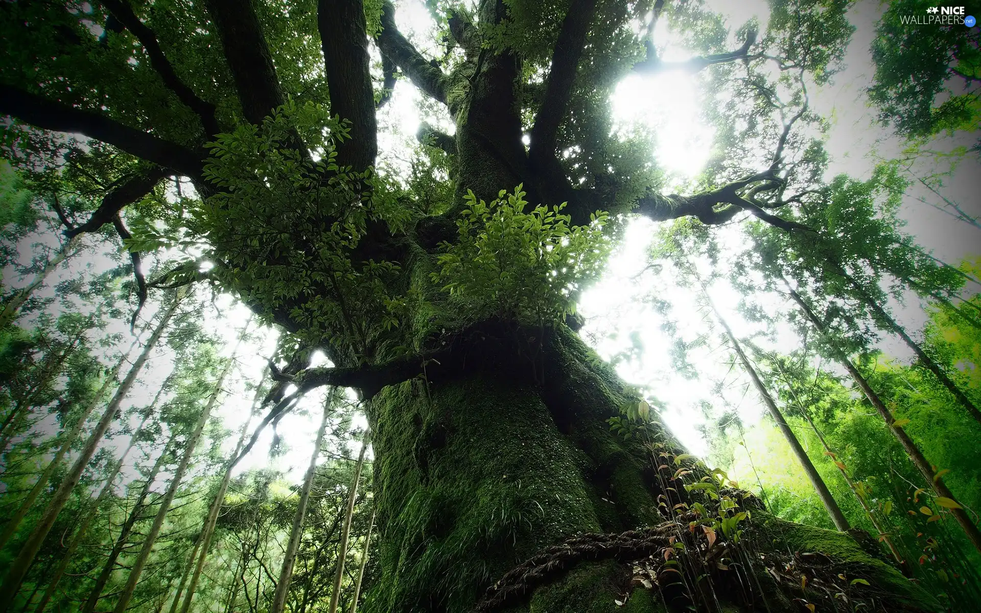 mossy, old, trees, forest, luminosity, shadow, sun, flash, ligh