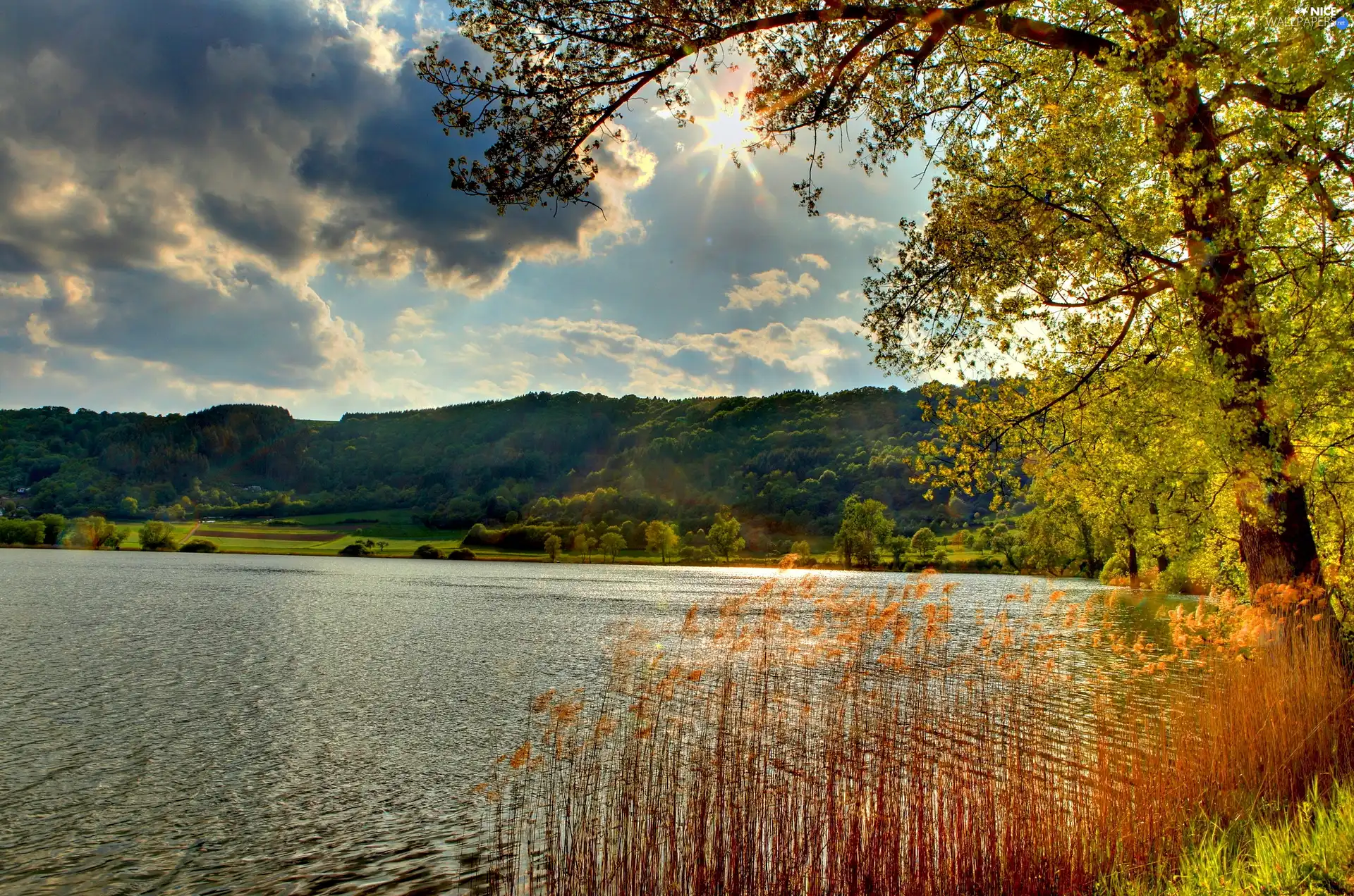 rays of the Sun, lake, trees