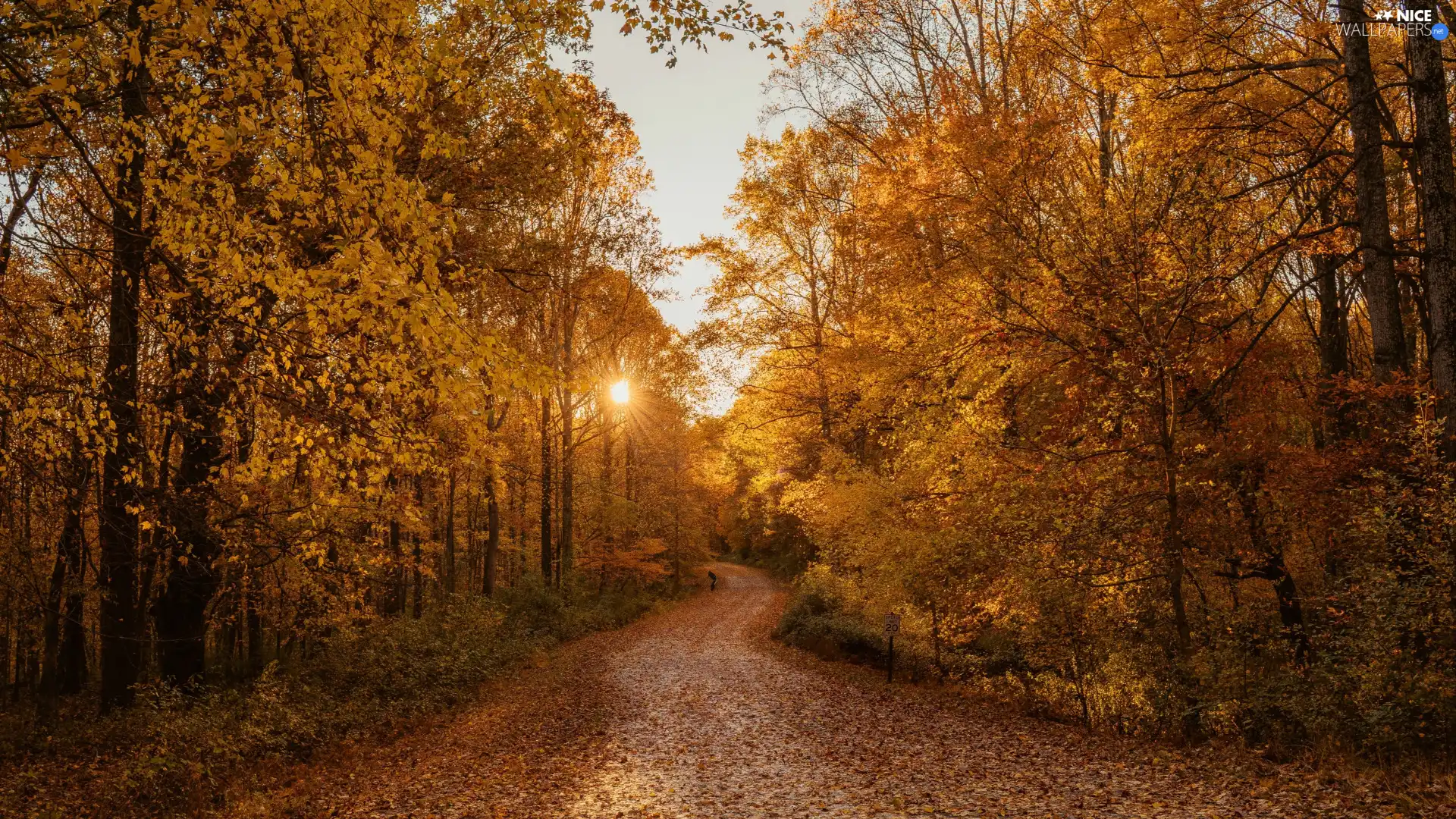 trees, autumn, Leaf, rays of the Sun, viewes, Way