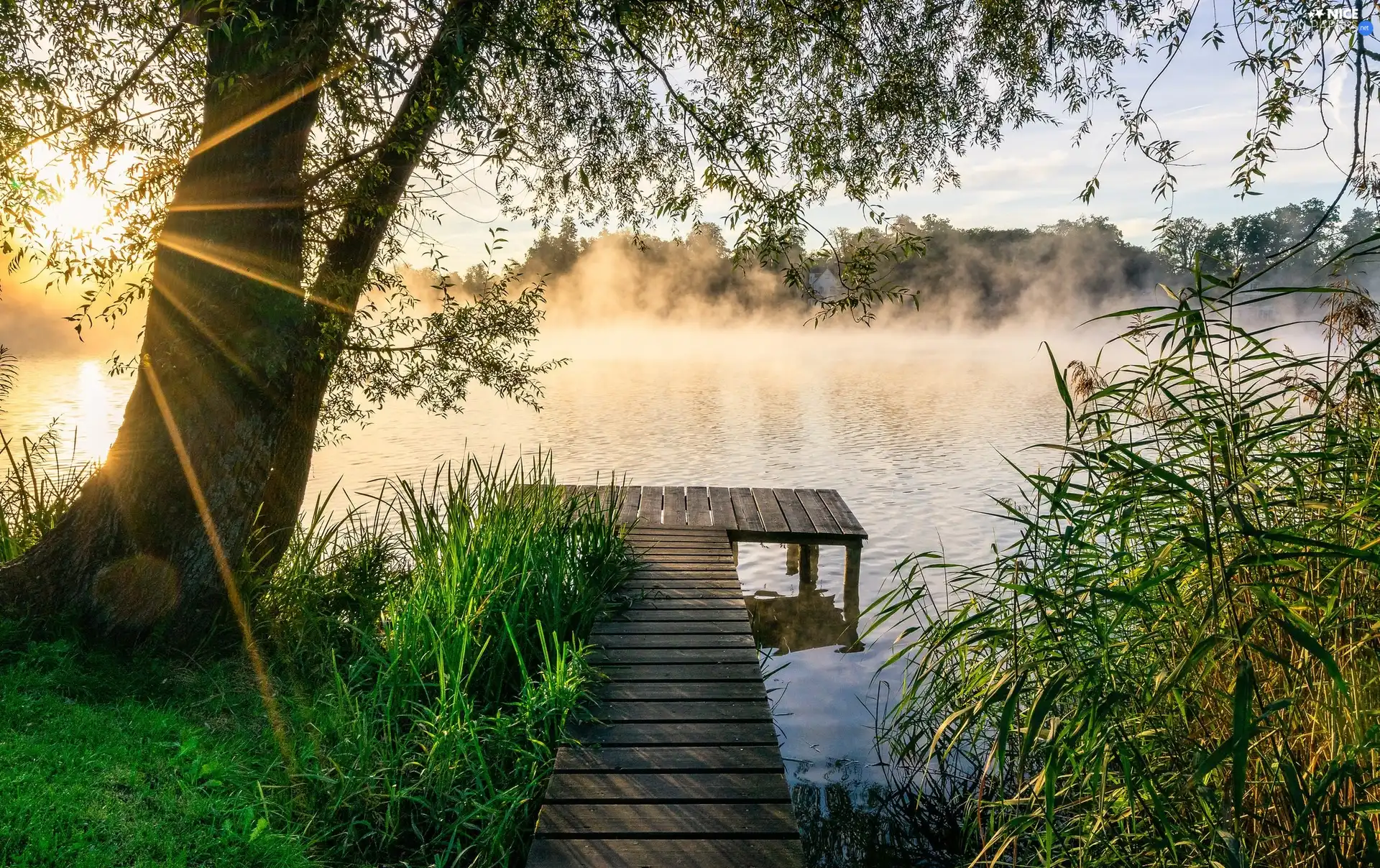 trees, lake, Fog, rays of the Sun, morning, Platform