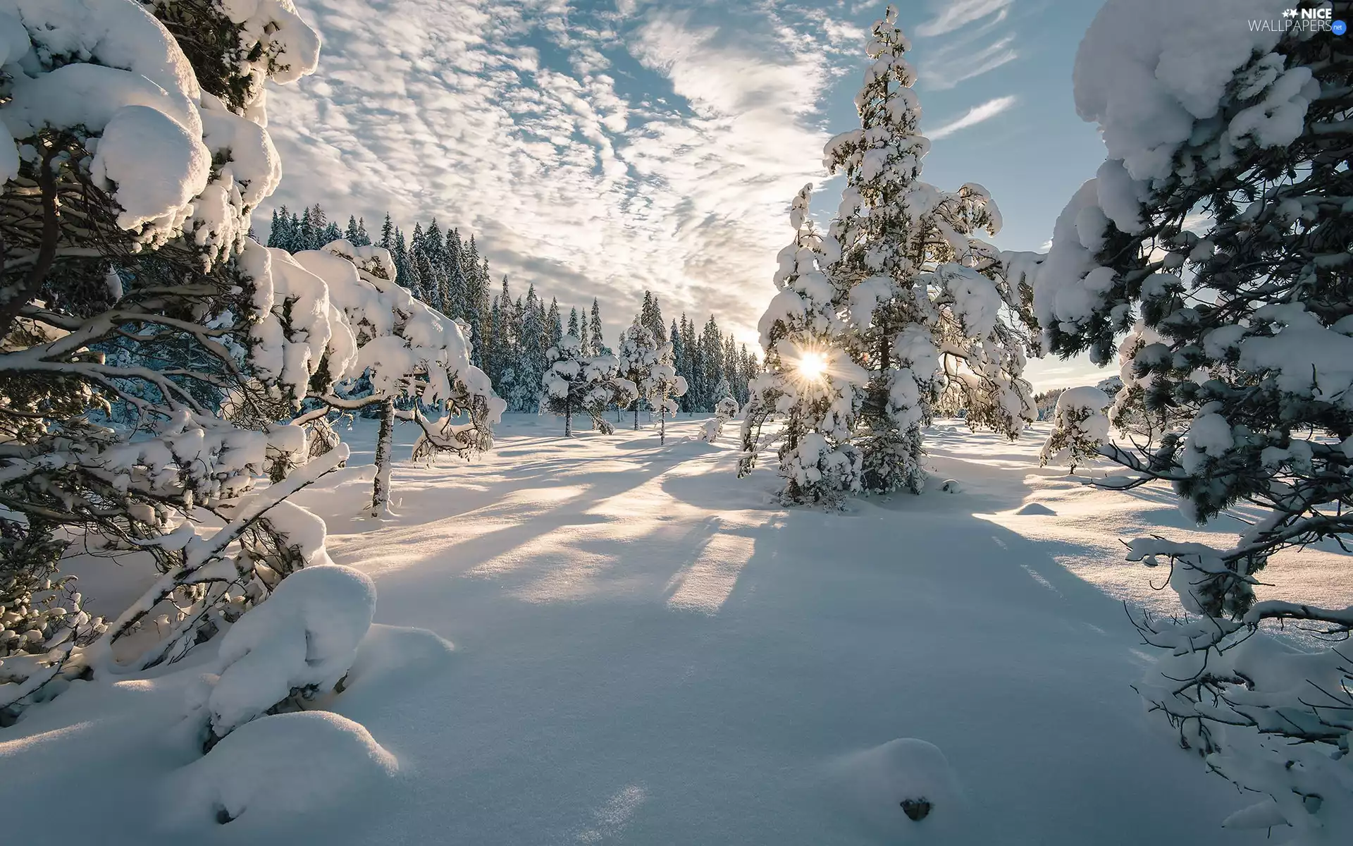 trees, winter, snow, rays of the Sun, viewes, Snowy