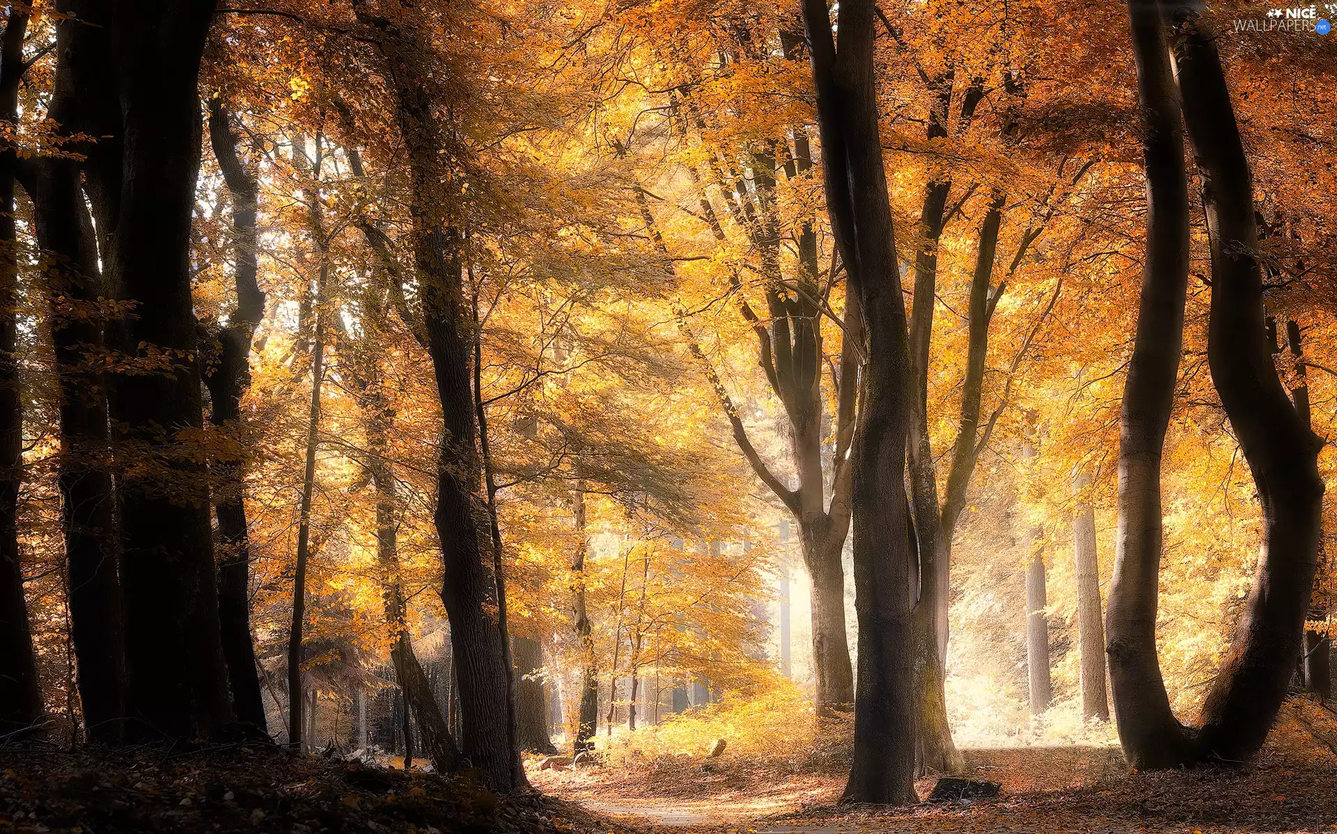 viewes, autumn, sunny, trees, forest, Path, day