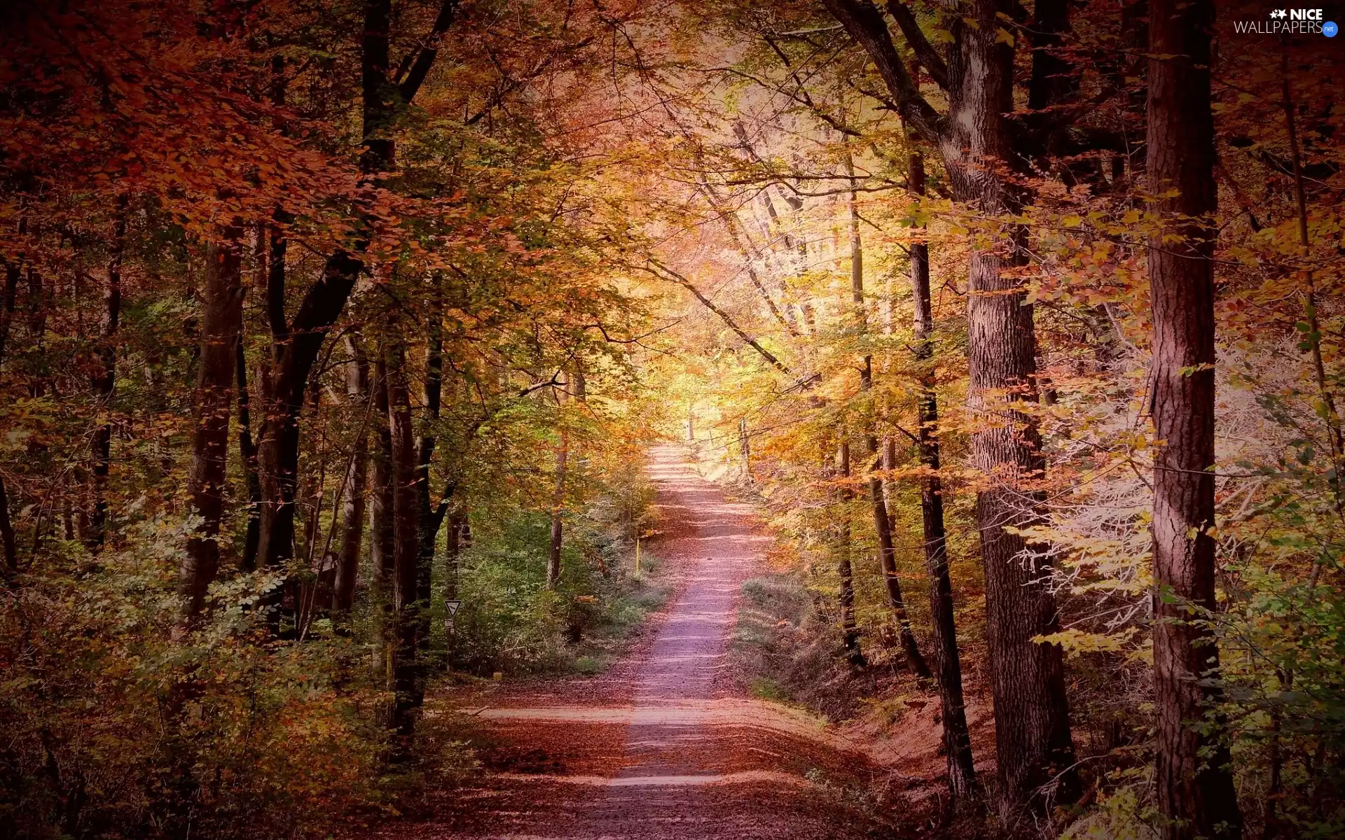 viewes, forest, sunny, trees, autumn, Way, day