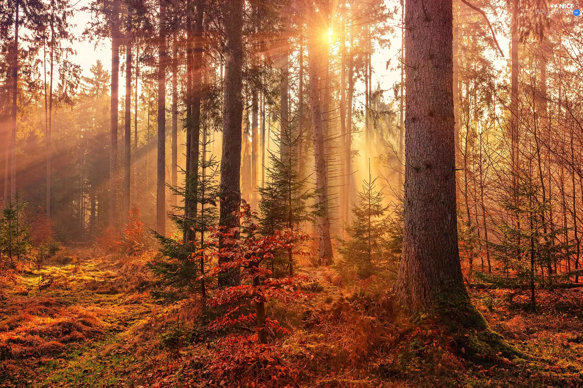 trees, autumn, light breaking through sky, sunny, viewes, forest