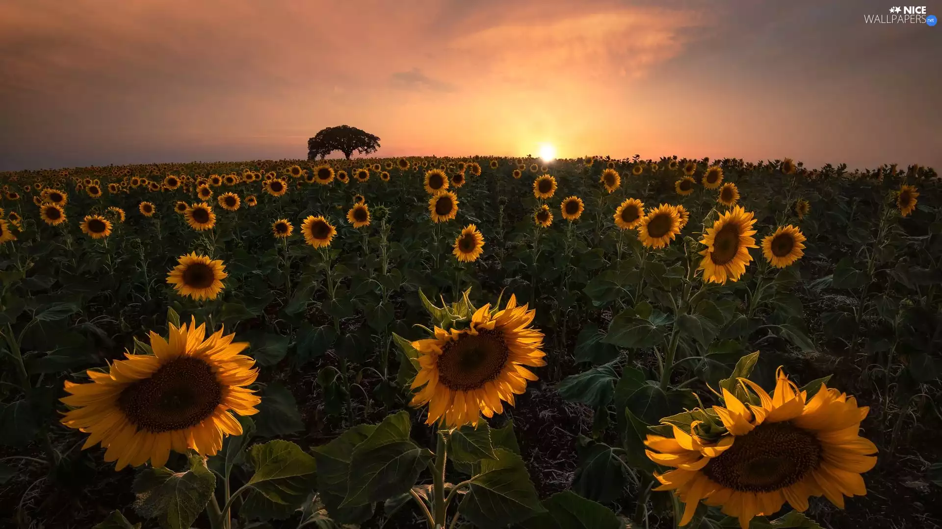 Field, trees, Sunrise, Nice sunflowers