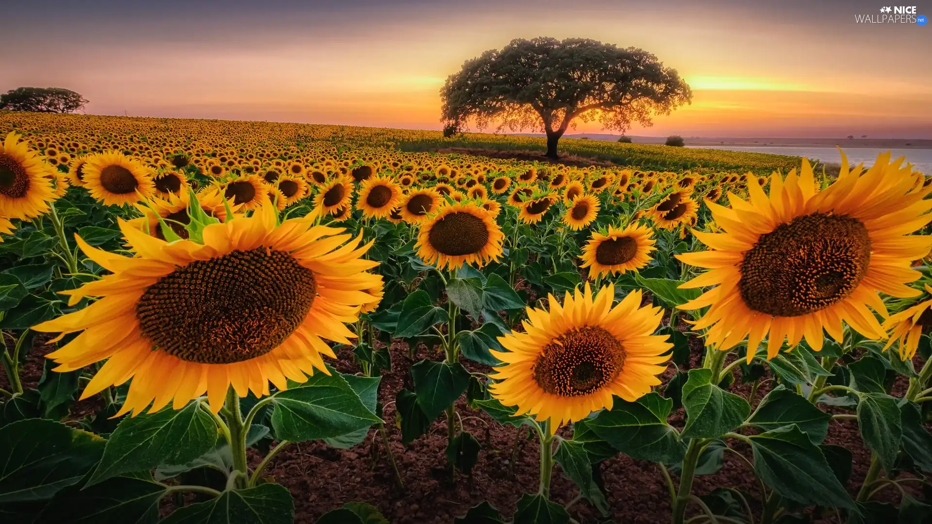 Sunrise, Nice sunflowers, trees