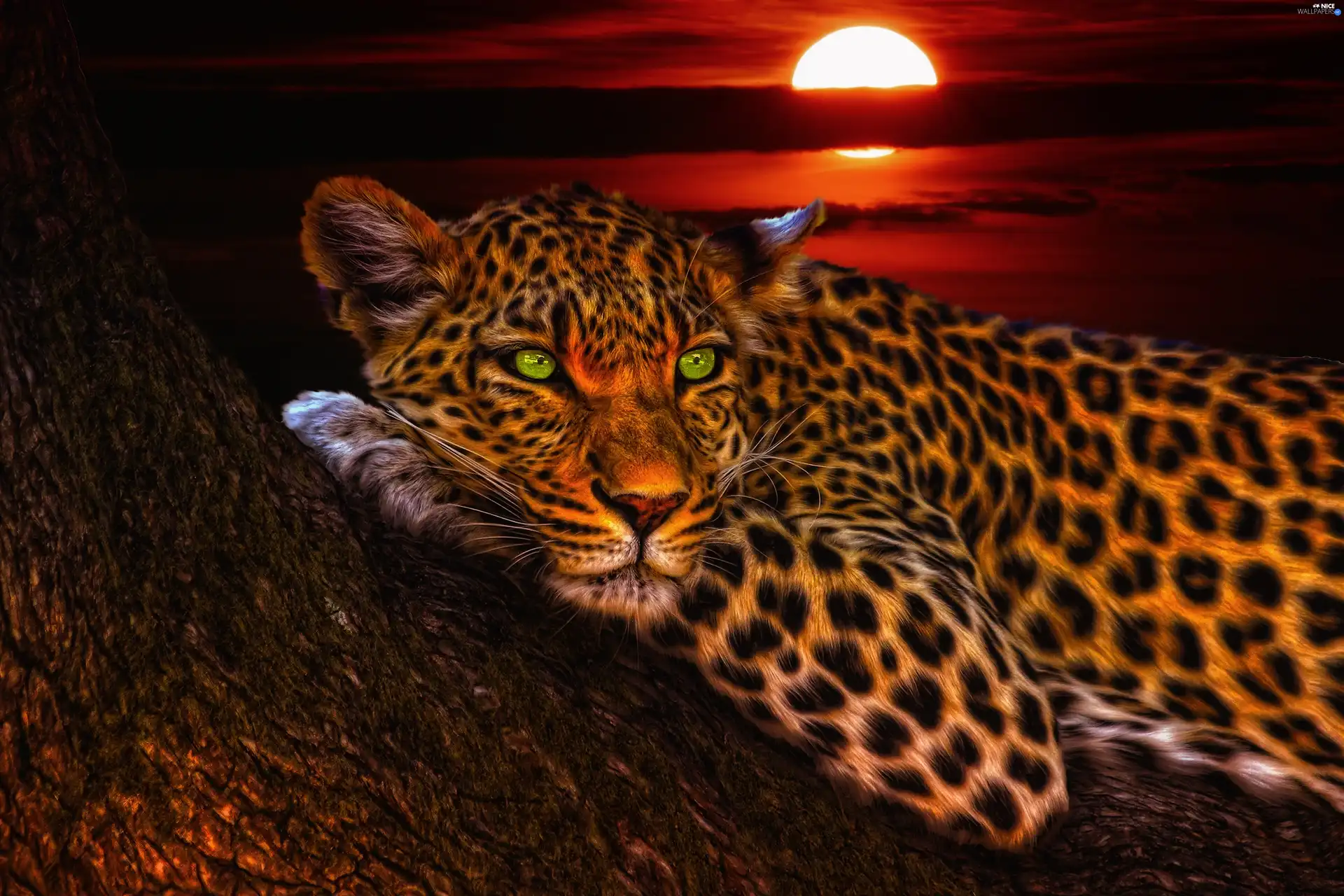 Great Sunsets, Leopards, trees