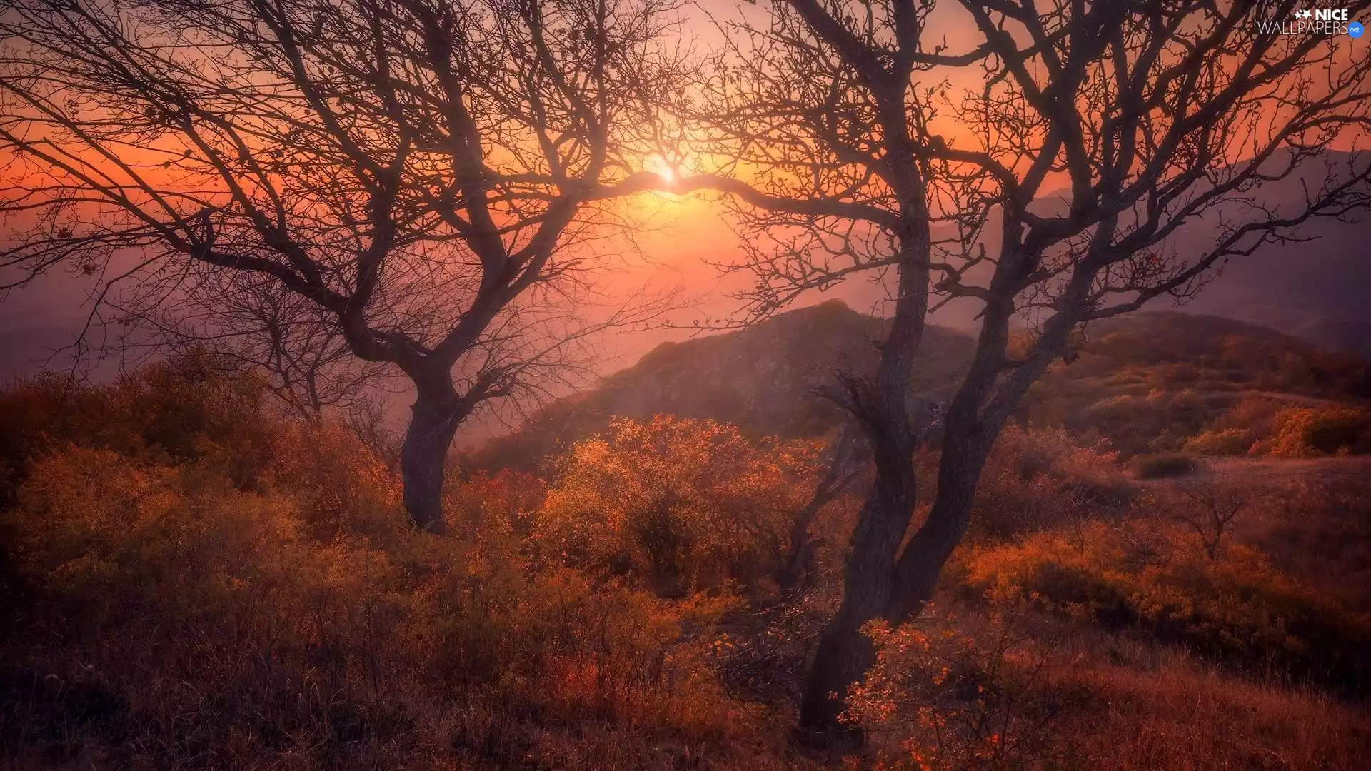 viewes, Bush, Mountains, trees, Great Sunsets