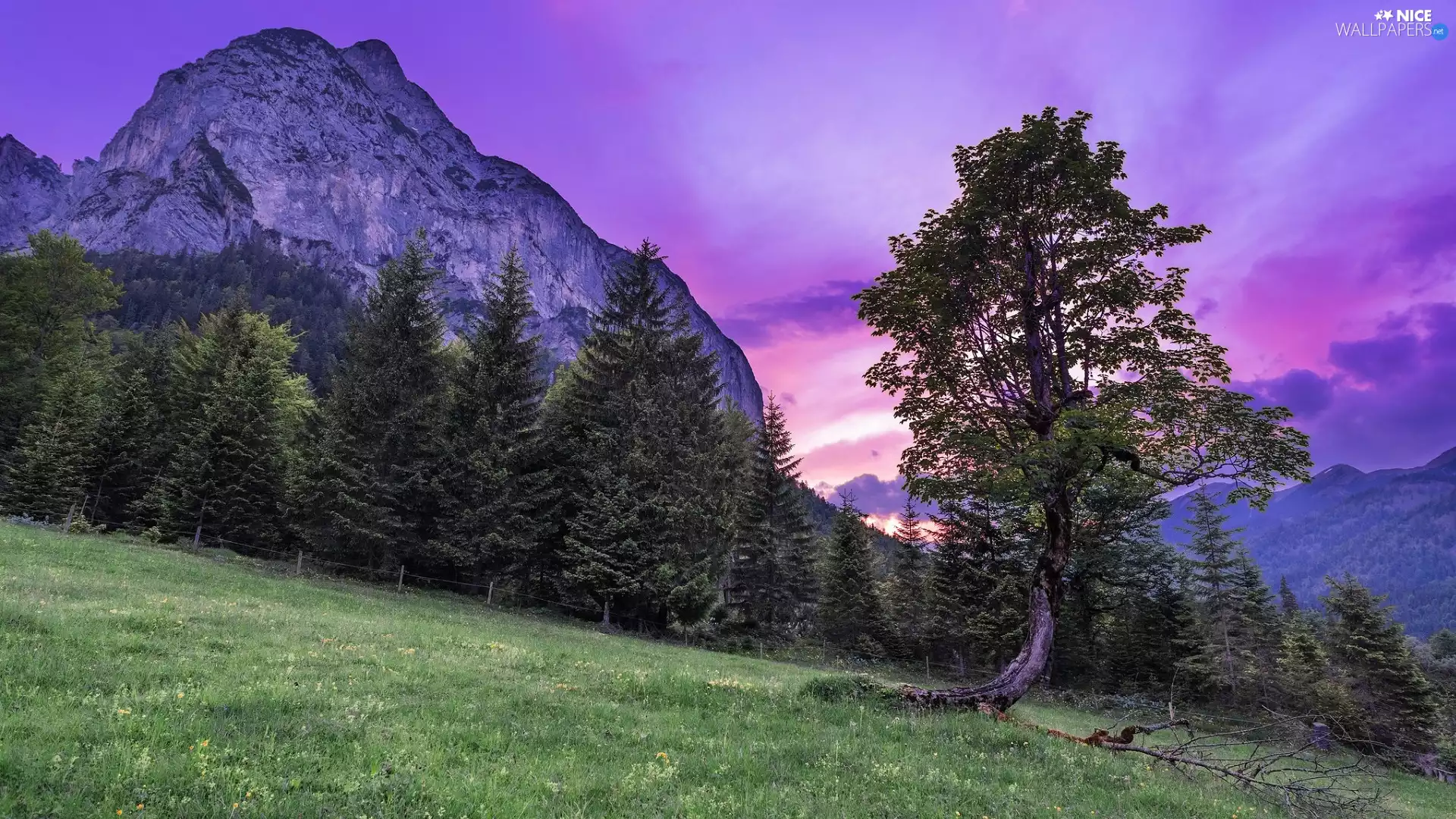 viewes, Meadow, mountains, trees, Great Sunsets