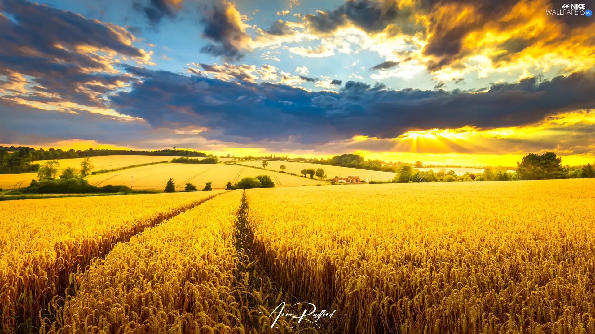 trees, corn, clouds, Houses, Field, viewes, rays of the Sun