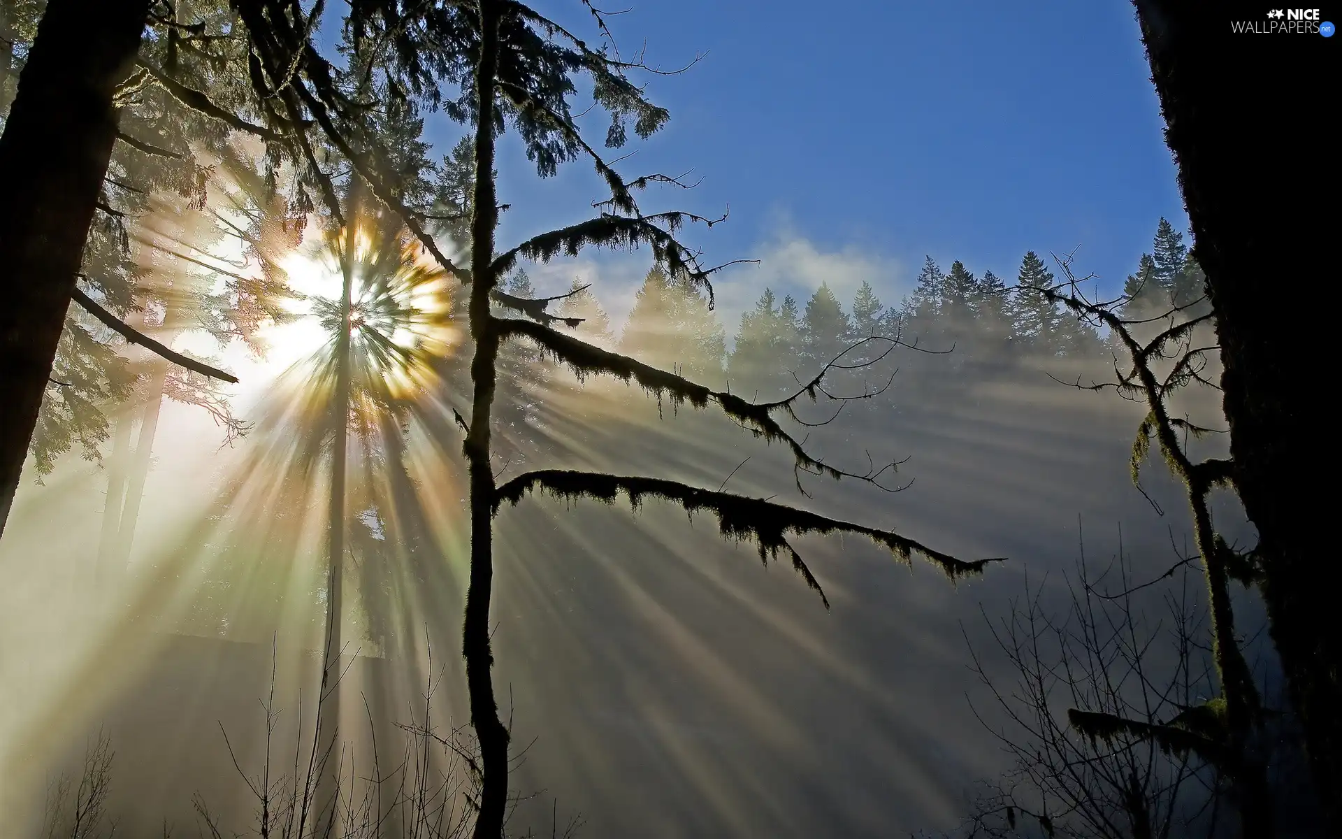 viewes, rays of the Sun, trees