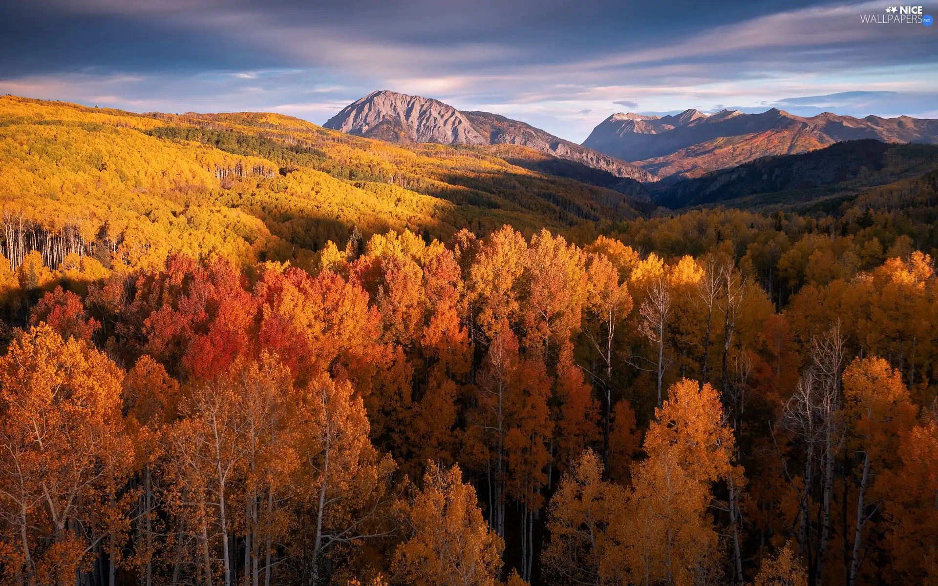 trees, autumn, Colorado, forest, Mountains, viewes, The United States