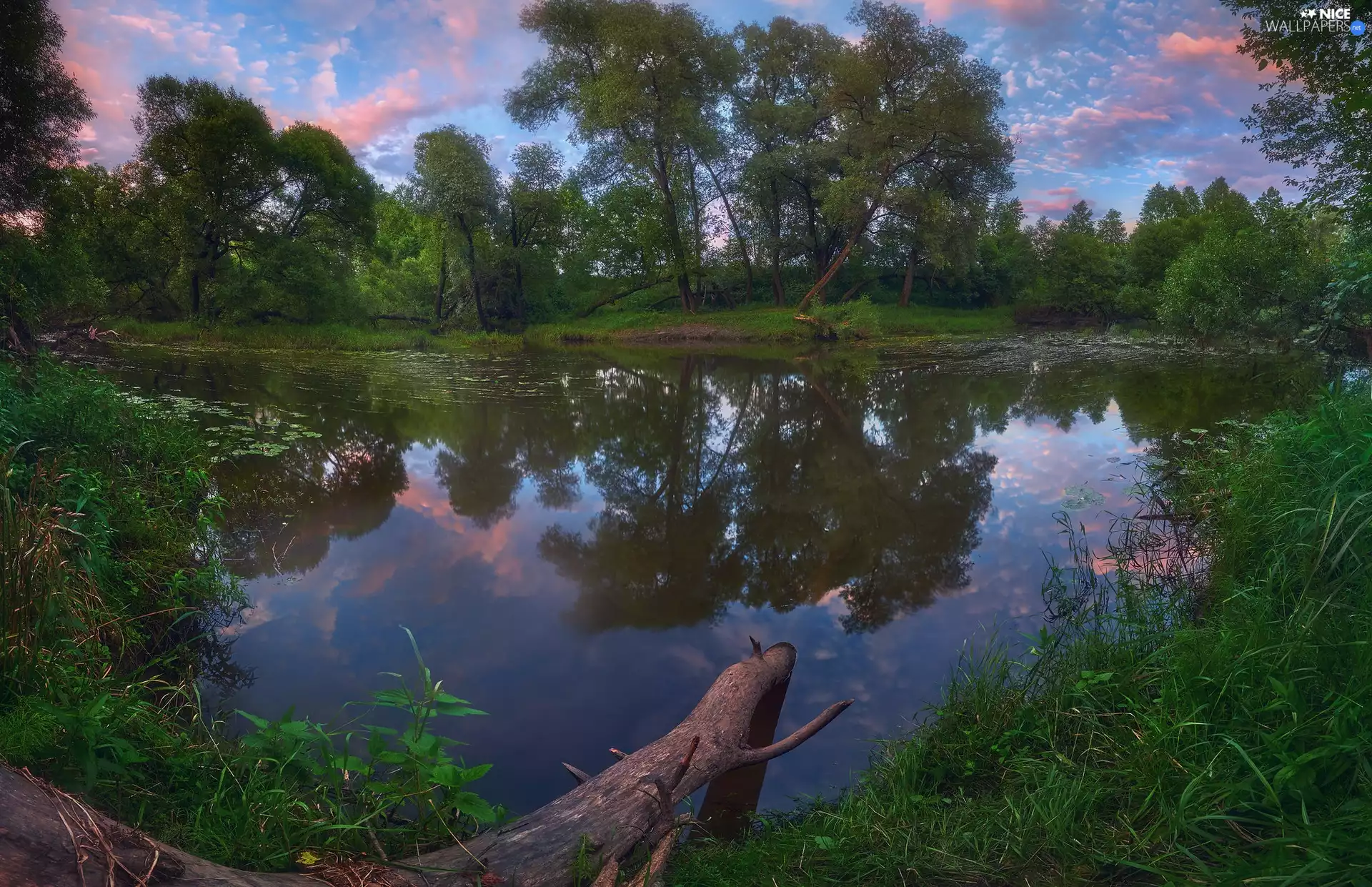 trees, Pond - car, viewes, grass, viewes, reflection, log, trees, Plants