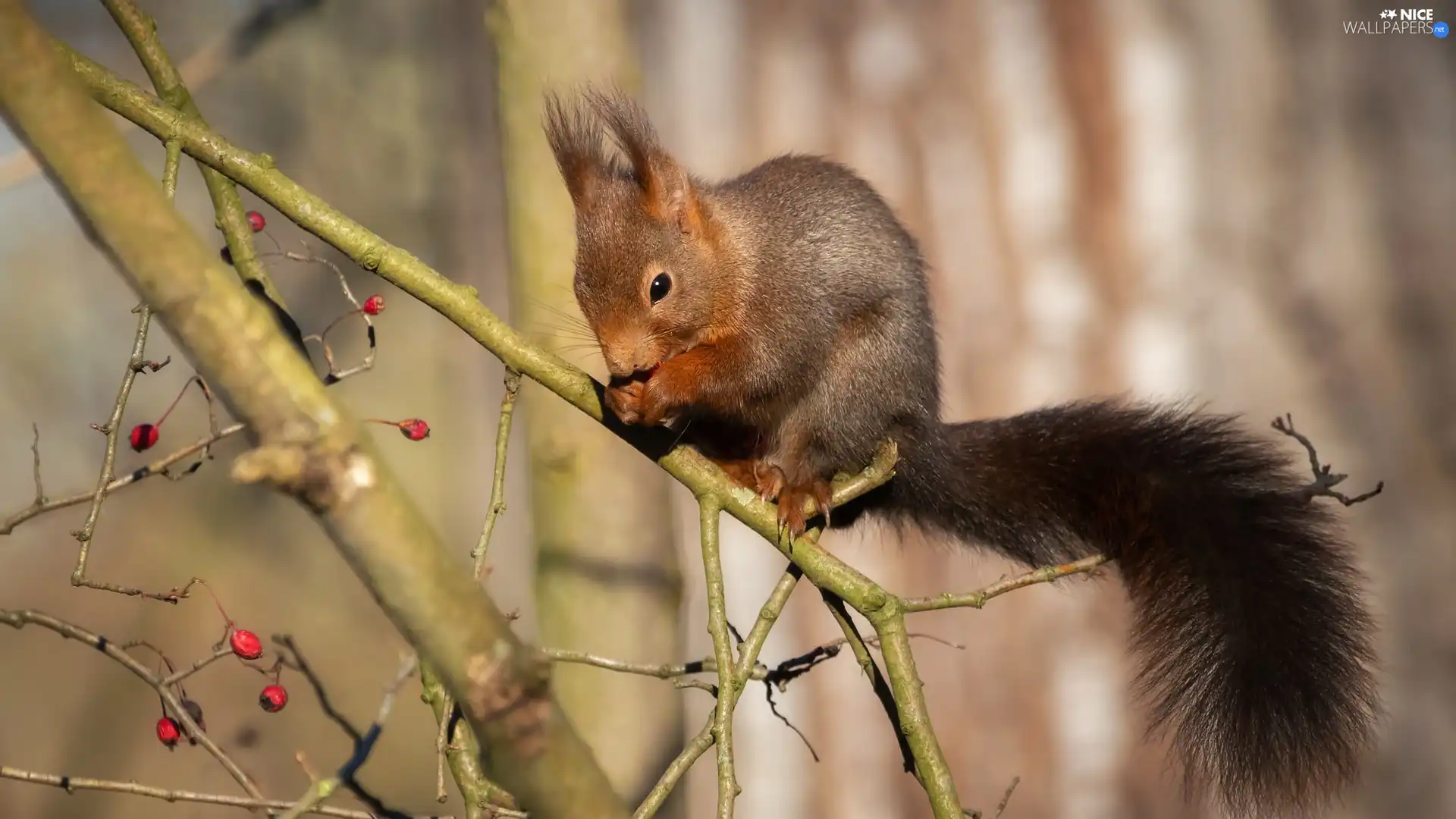trees, squirrel, twig