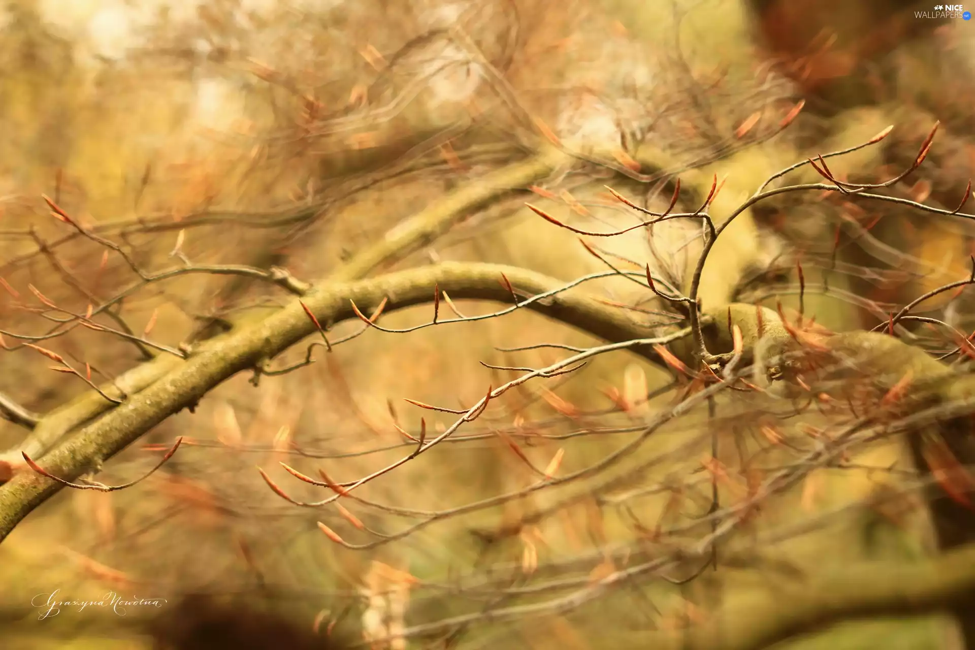 Twigs, Leaved Beech, trees
