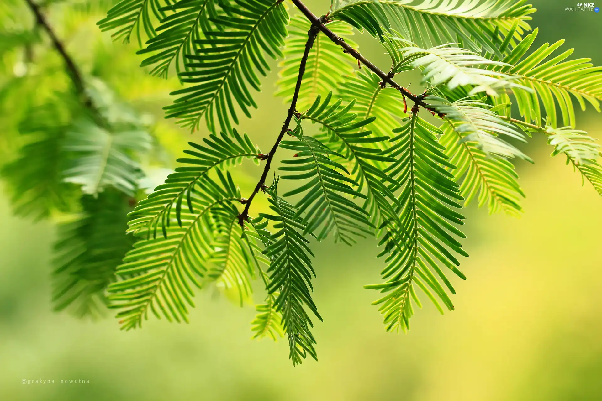 Twigs, Dawn Redwood, trees