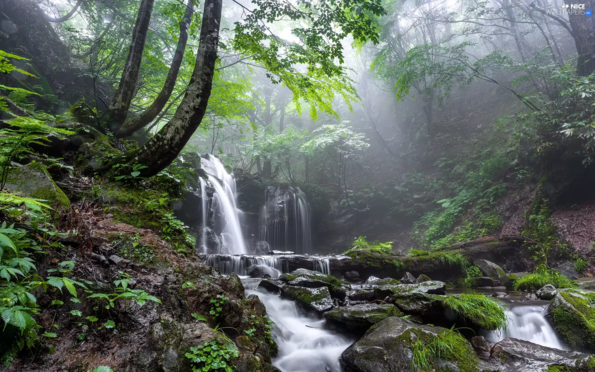 mossy, Stones, VEGETATION, Fog, viewes, River, waterfall, trees