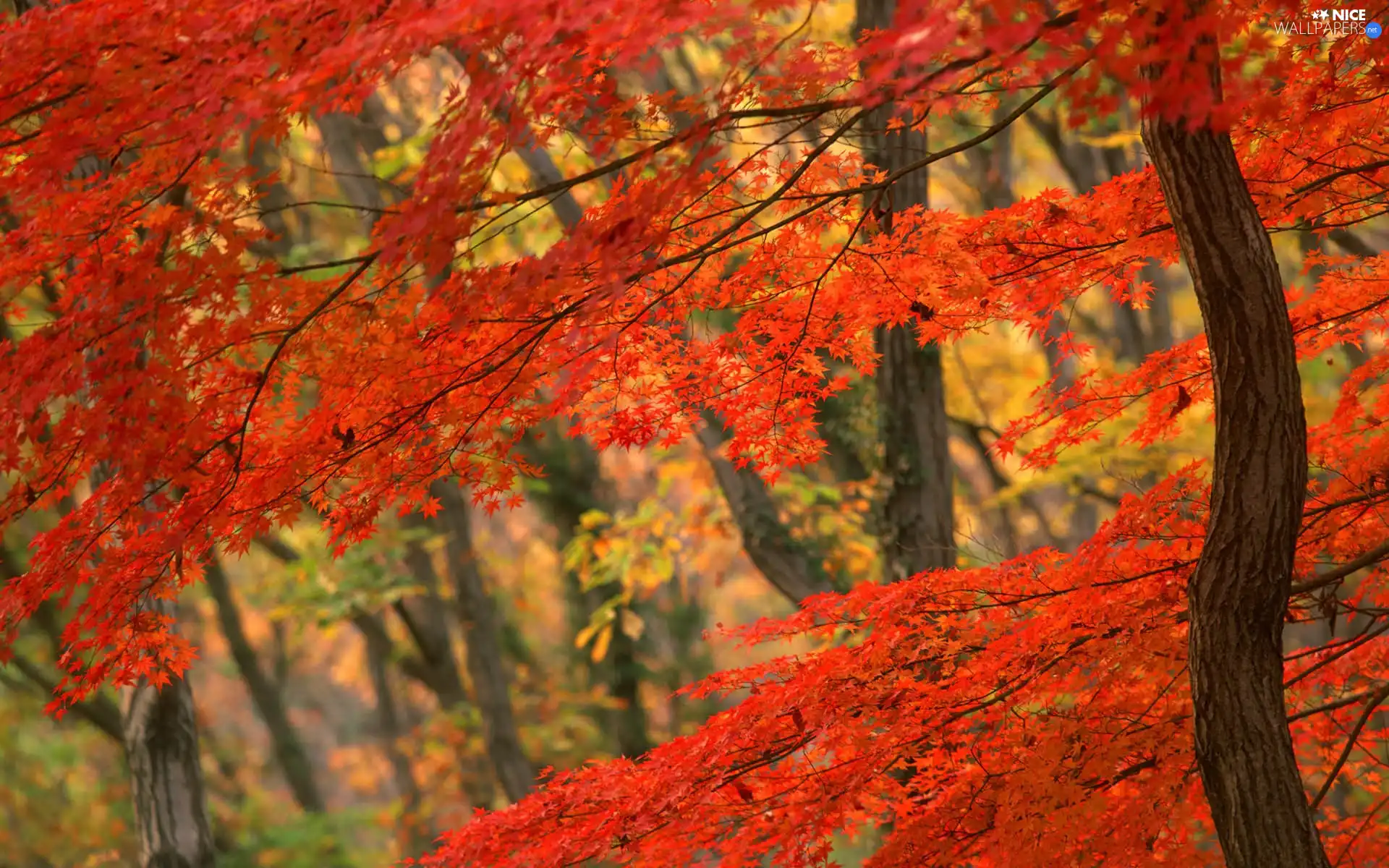 trees, viewes, forest, Red, autumn