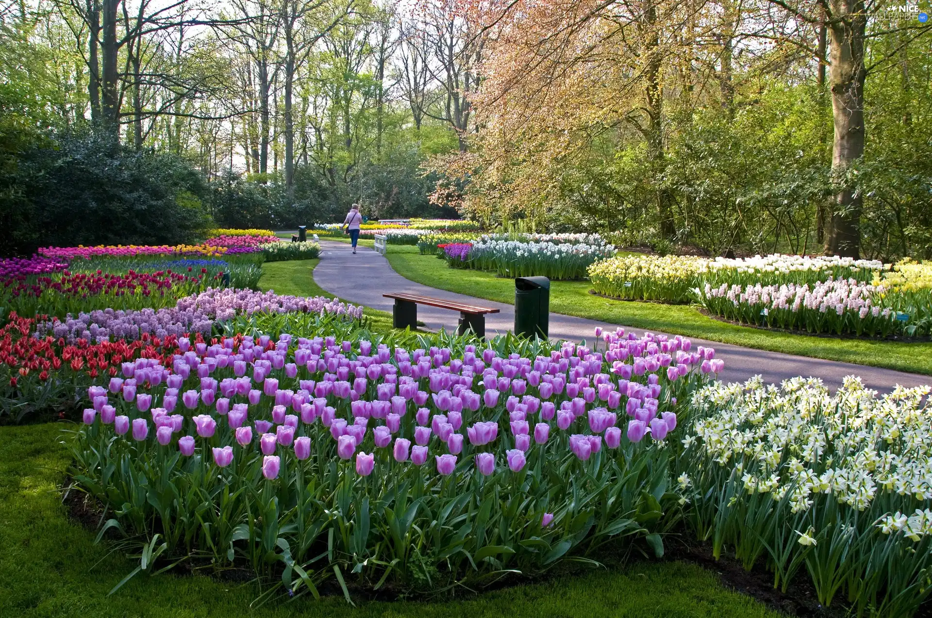 trees, viewes, Park, Flowers, Beatyfull