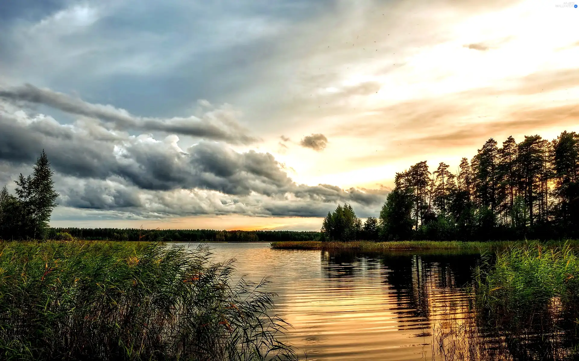 trees, viewes, lake, rushes, beatyfull