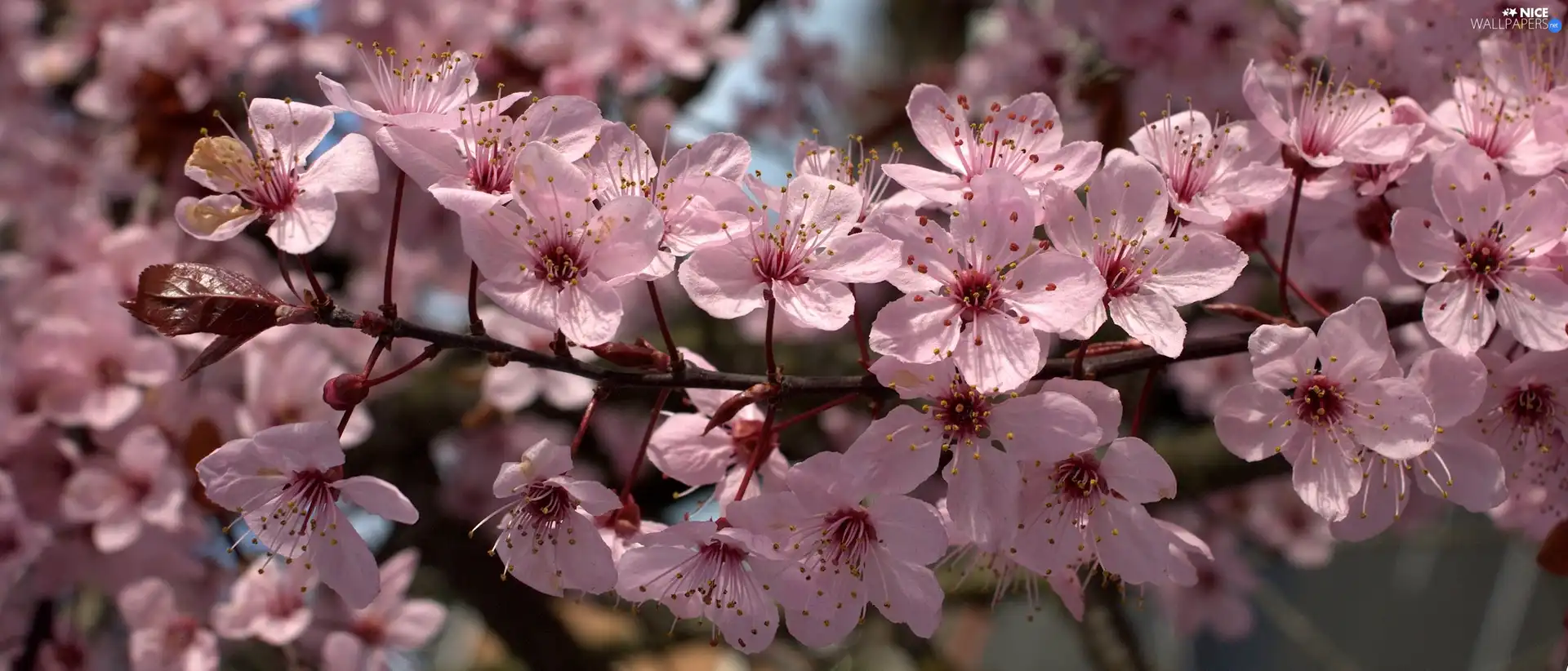 trees, viewes, twig, fruit, Blossoming