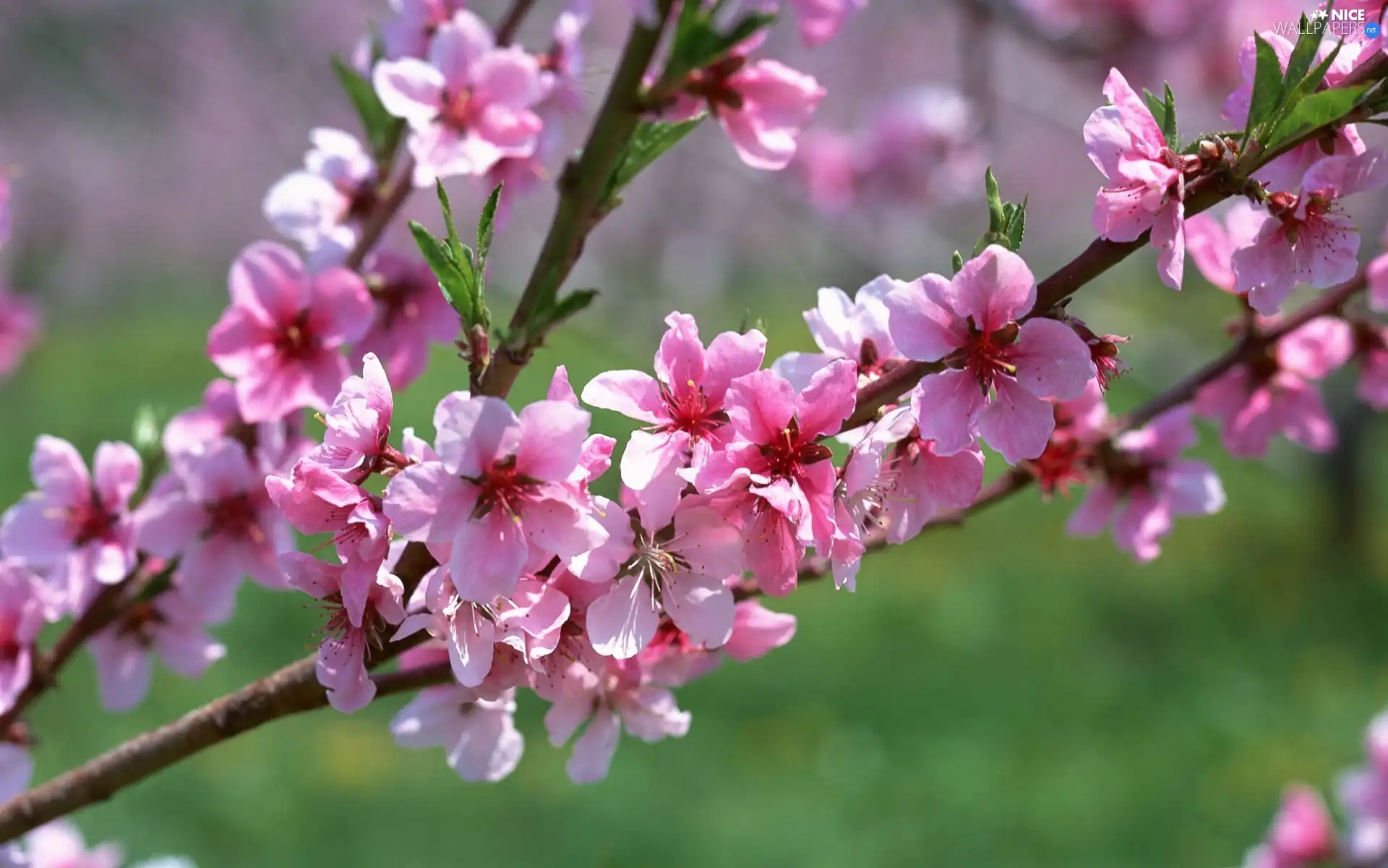 trees, viewes, twig, fruit, Blossoming