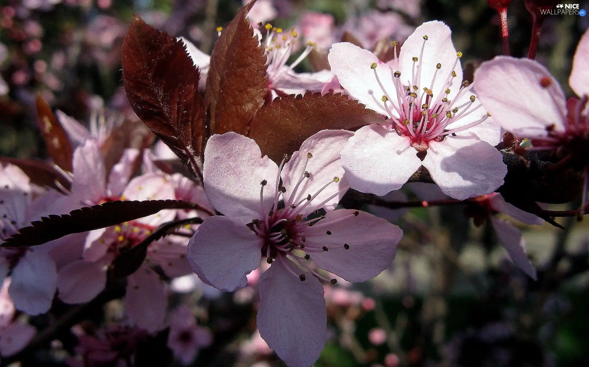 trees, viewes, twig, fruit, Blossoming