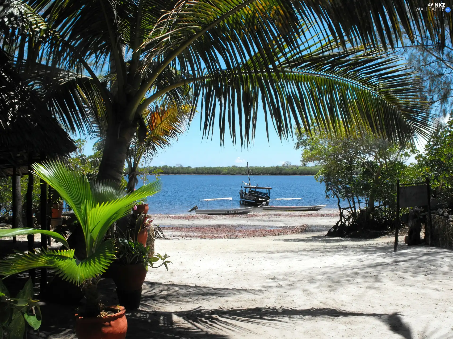 Beaches, Palm, trees, viewes, Boats, River