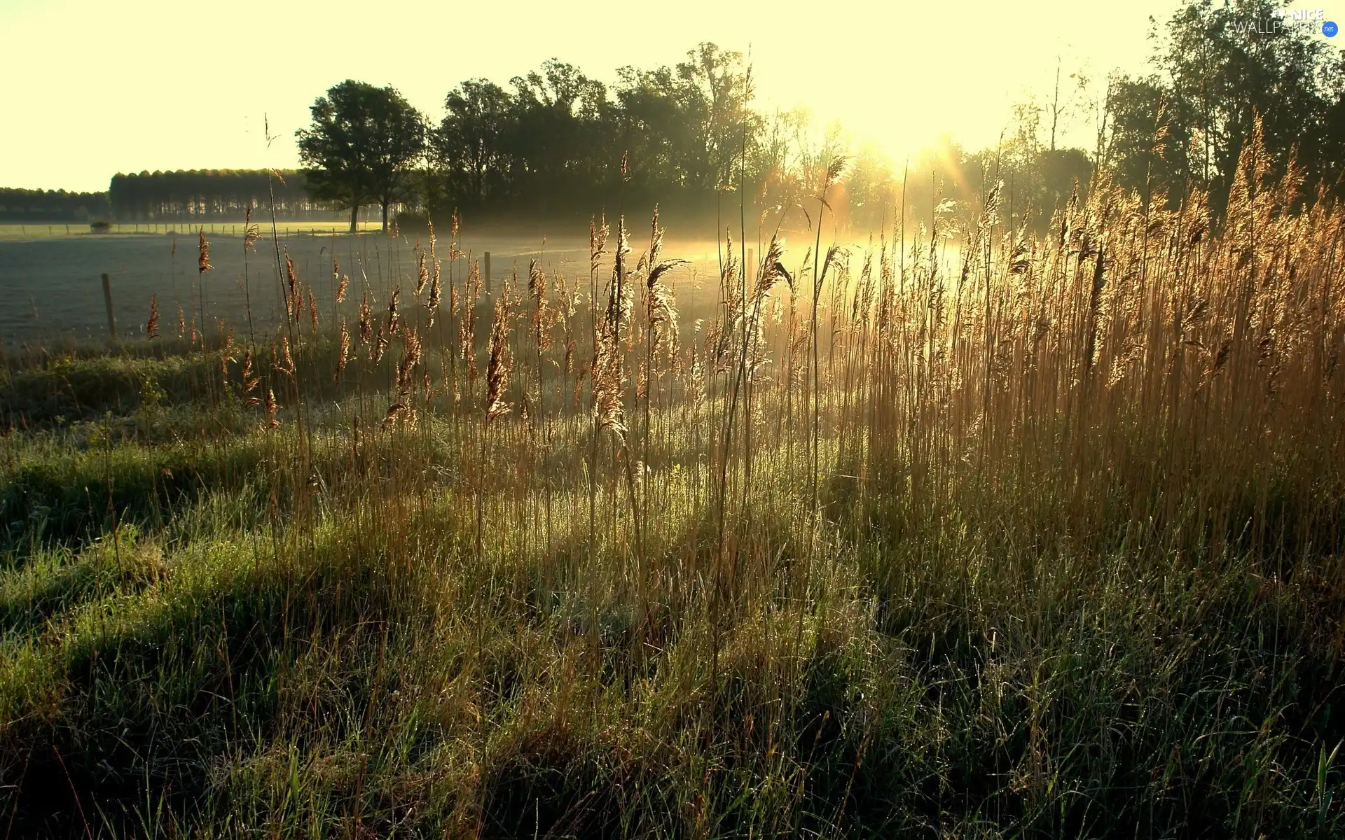 lake, west, trees, viewes, cane, sun