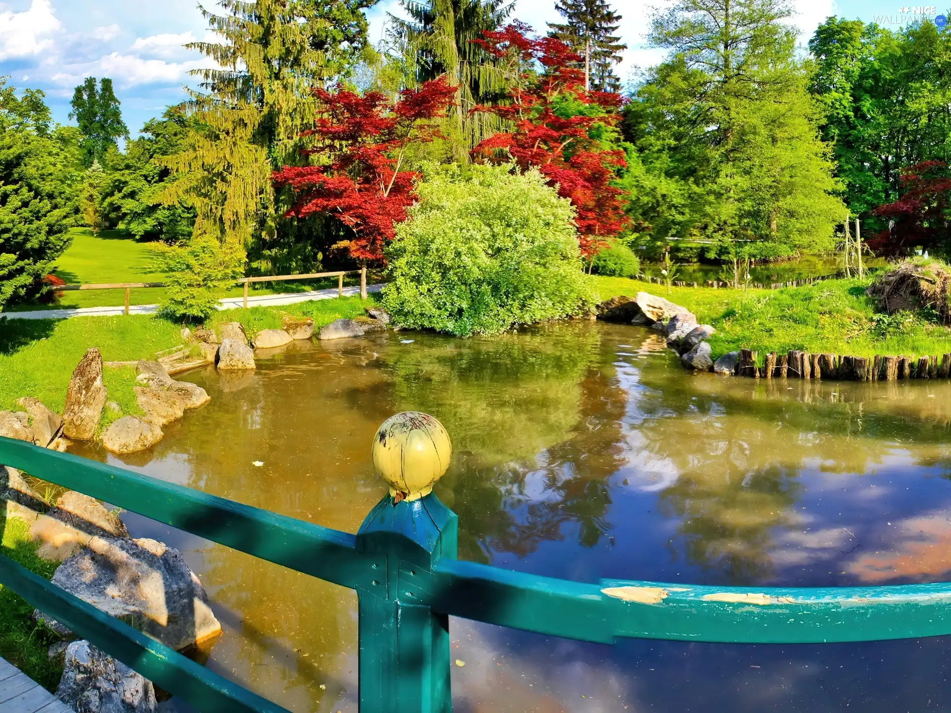 trees, viewes, summer, Pond - car, Park