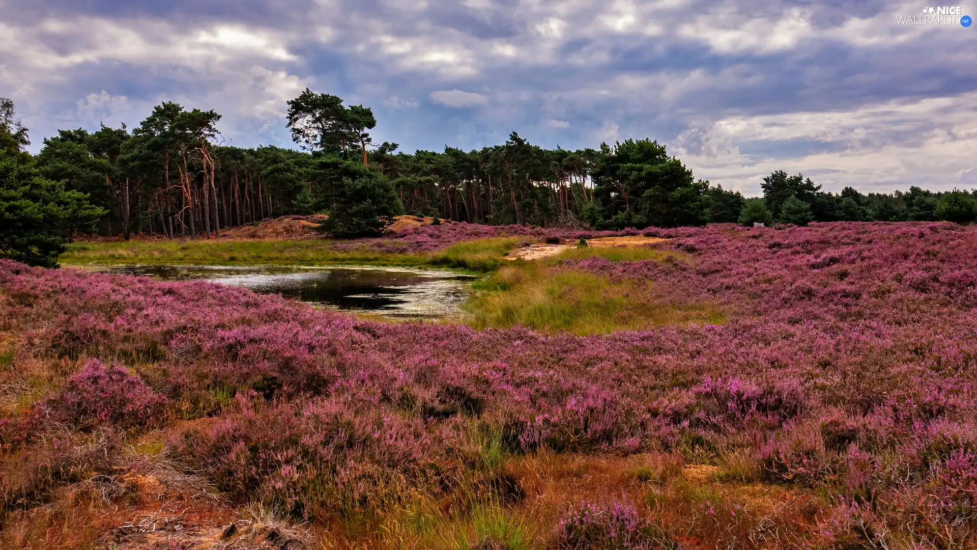 heath, trees, viewes, Pond - car