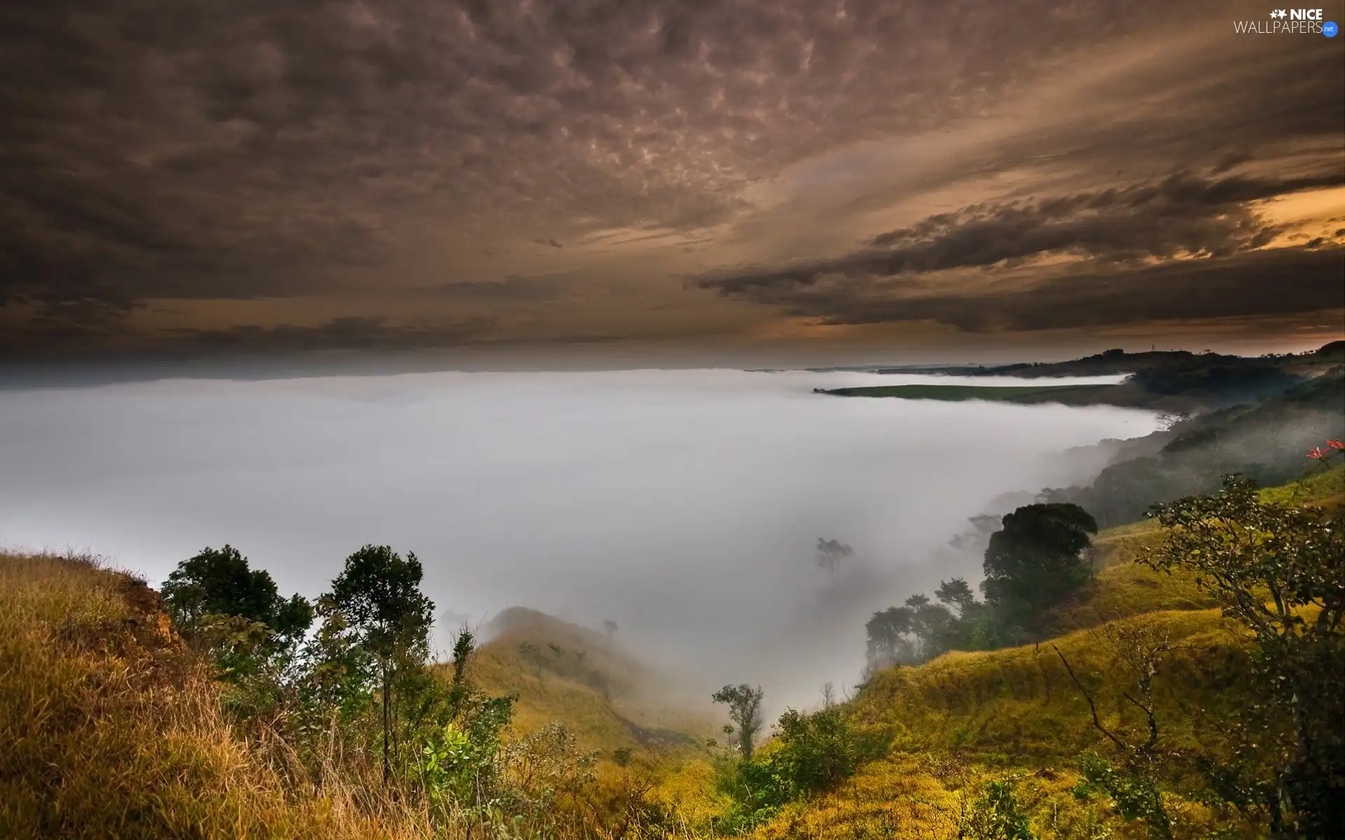 trees, viewes, Fog, Valley, Clouds