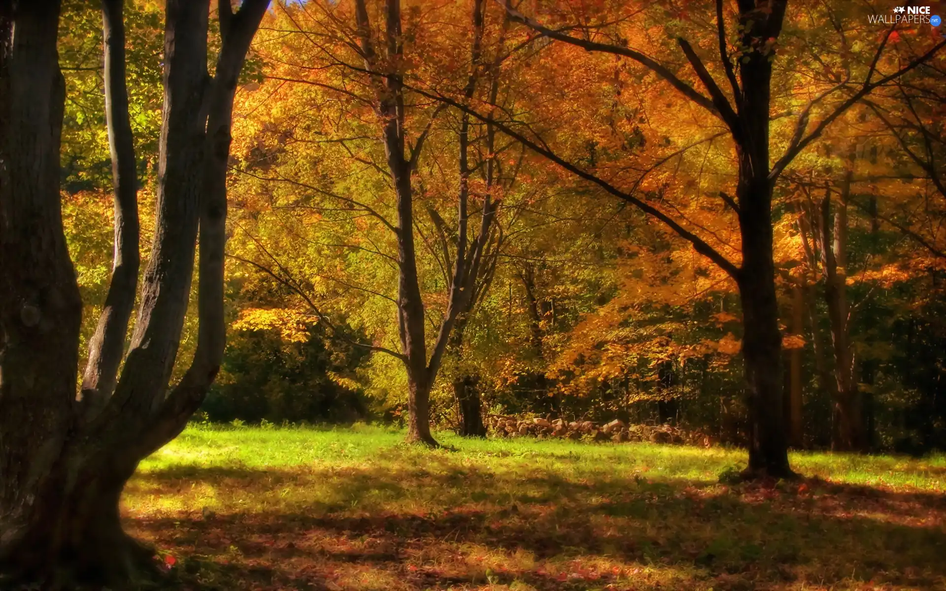 trees, viewes, Colours, autumn, color