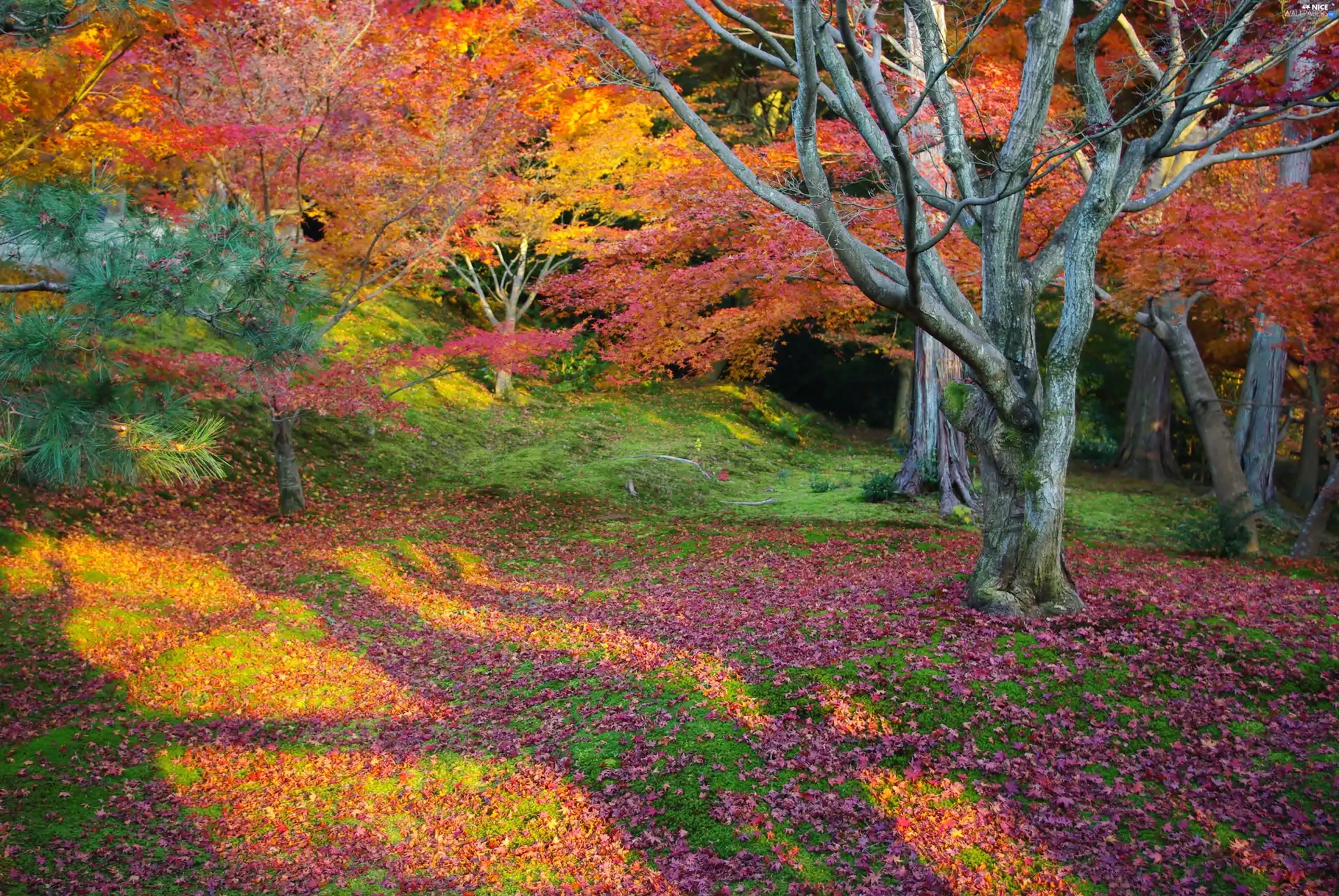 trees, viewes, Colours, autumn, color