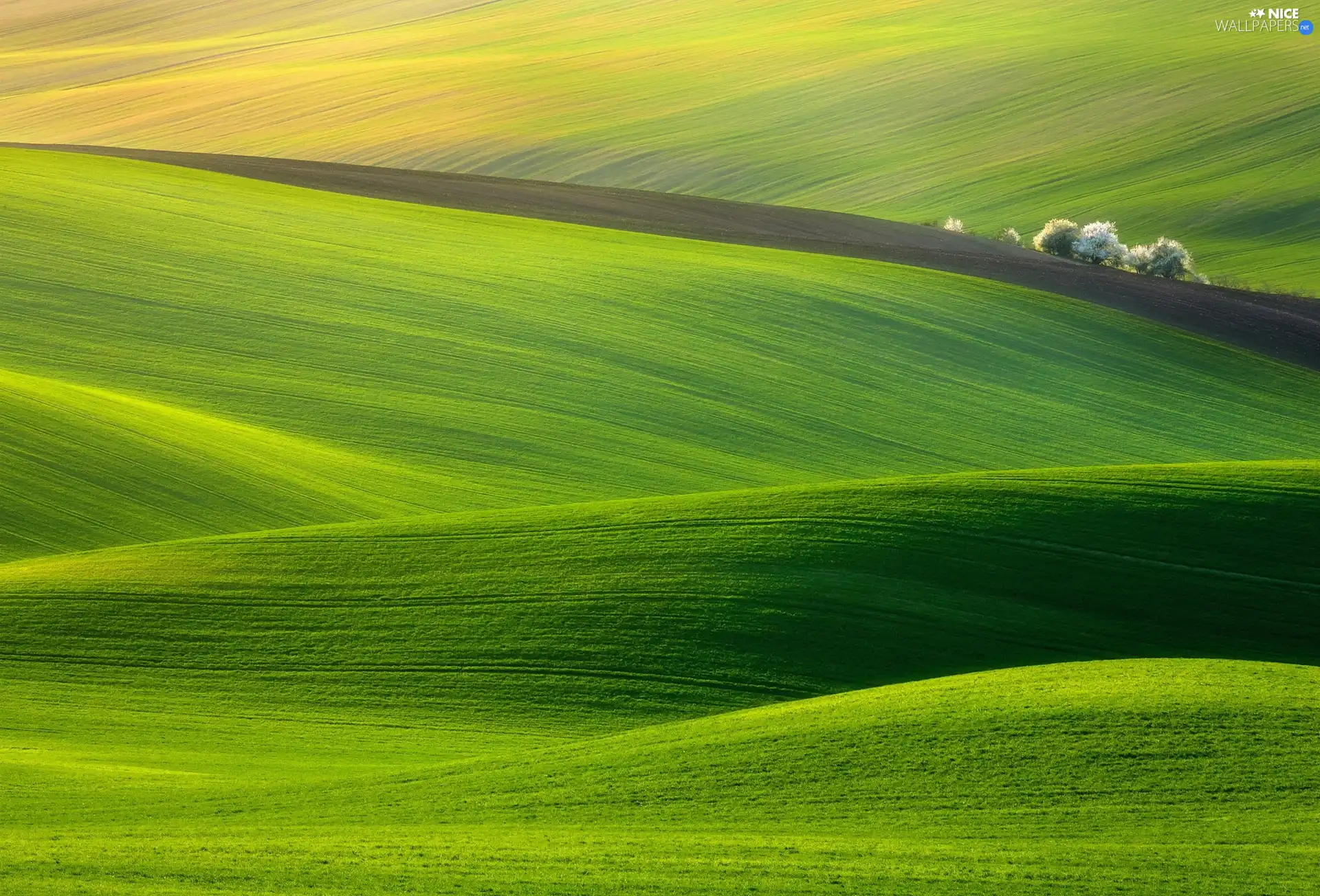 trees, viewes, grass, green, field