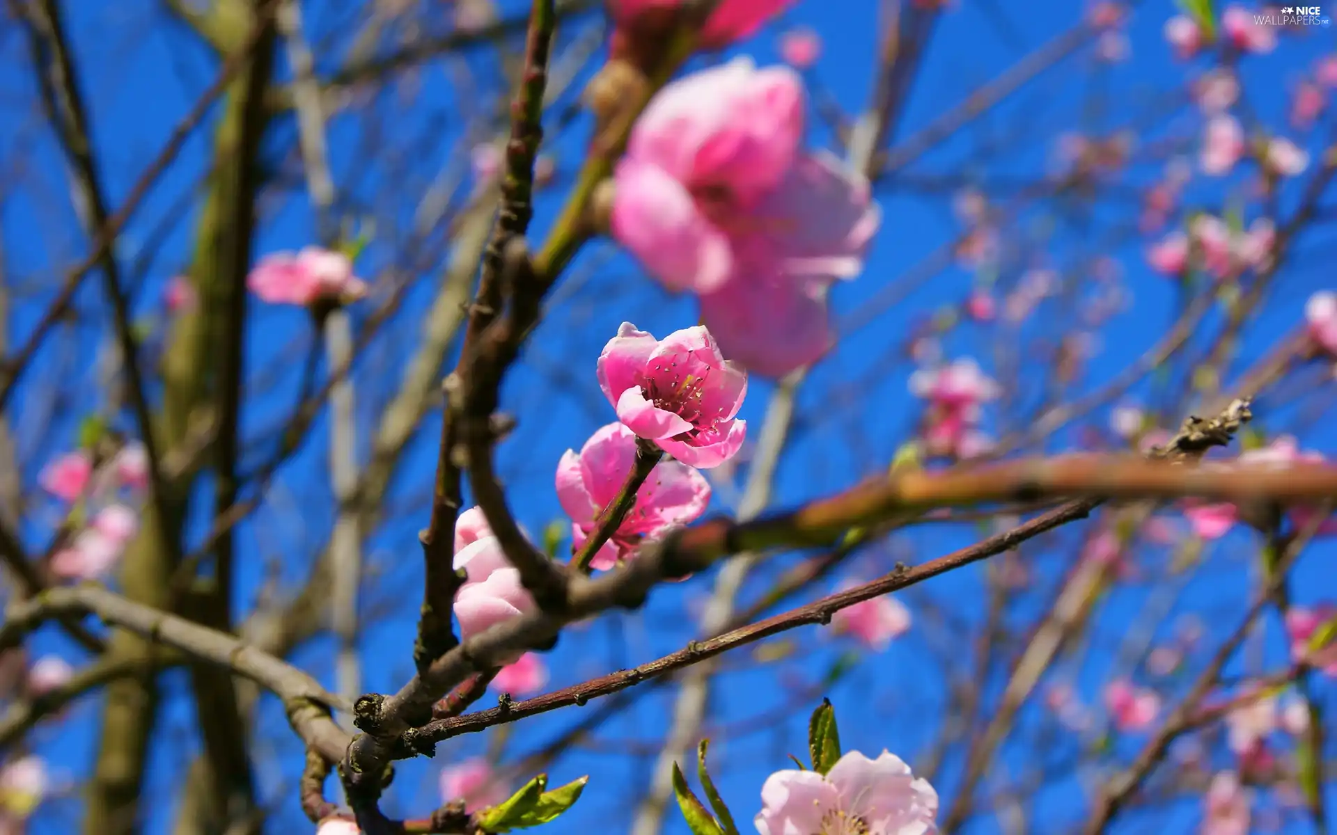 trees, viewes, Twigs, fruit, flourishing