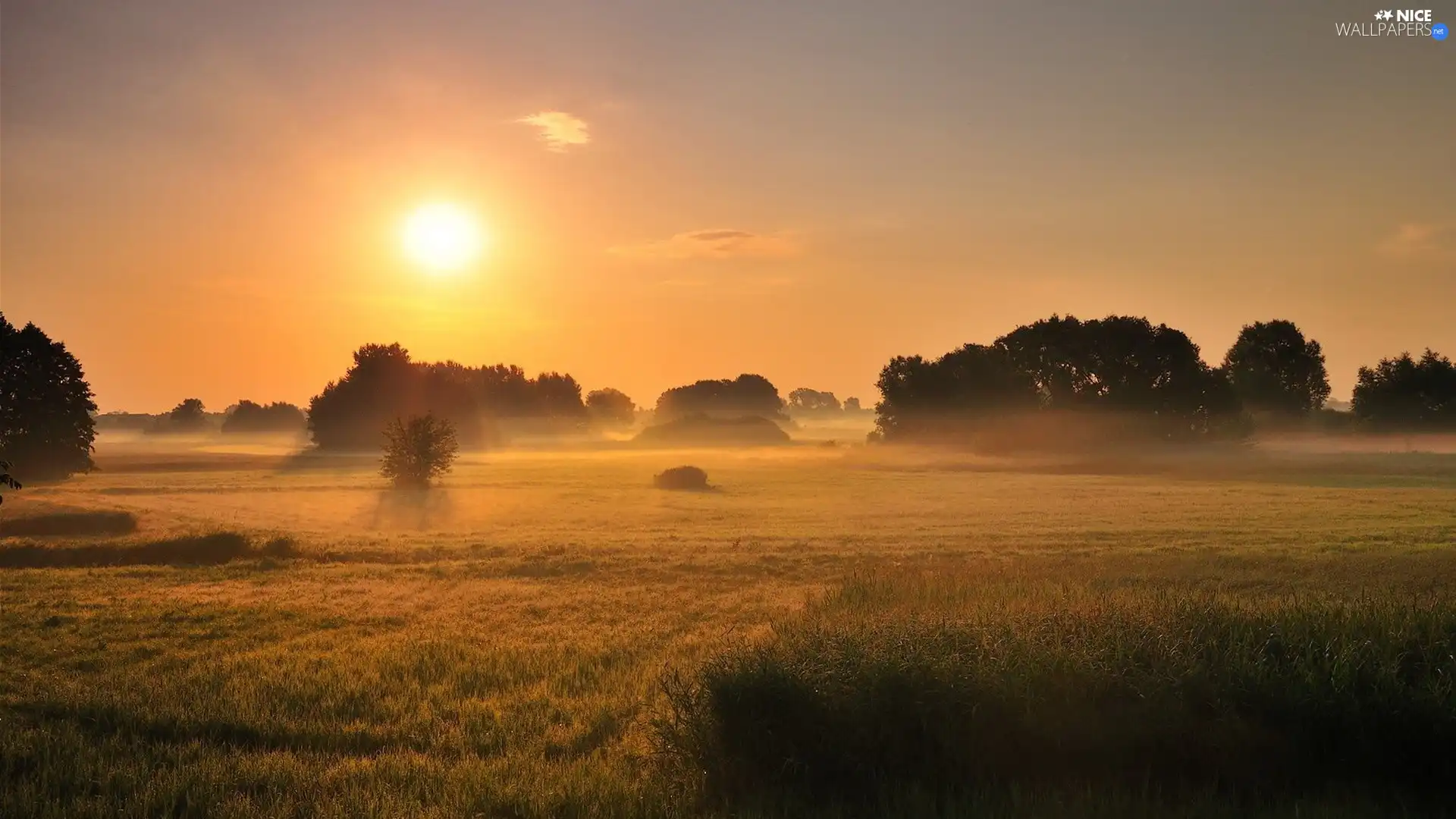 field, west, trees, viewes, Fog, sun