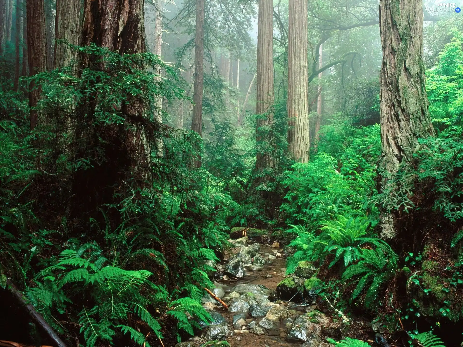 trees, viewes, green, scrub, forest