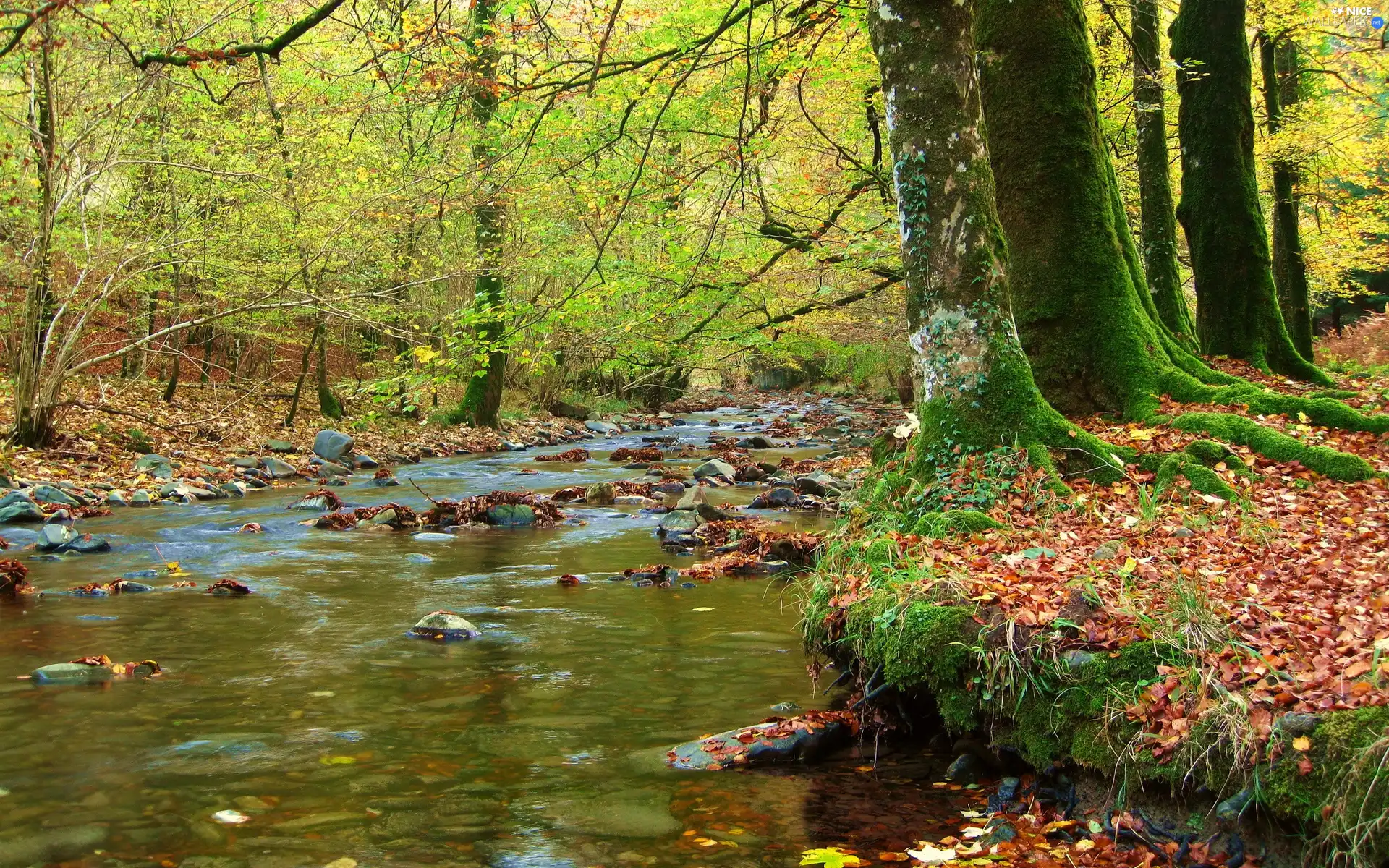 trees, viewes, brook, Stones, forest