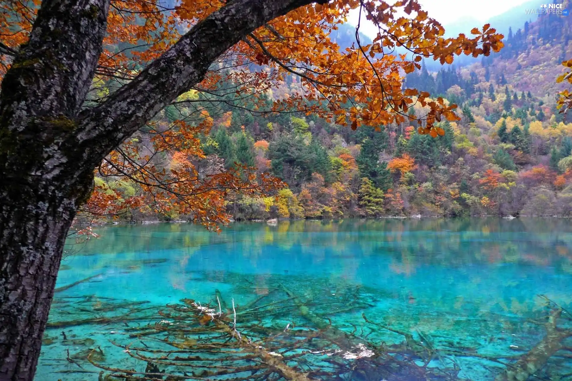 trees, viewes, Mountains, color, lake