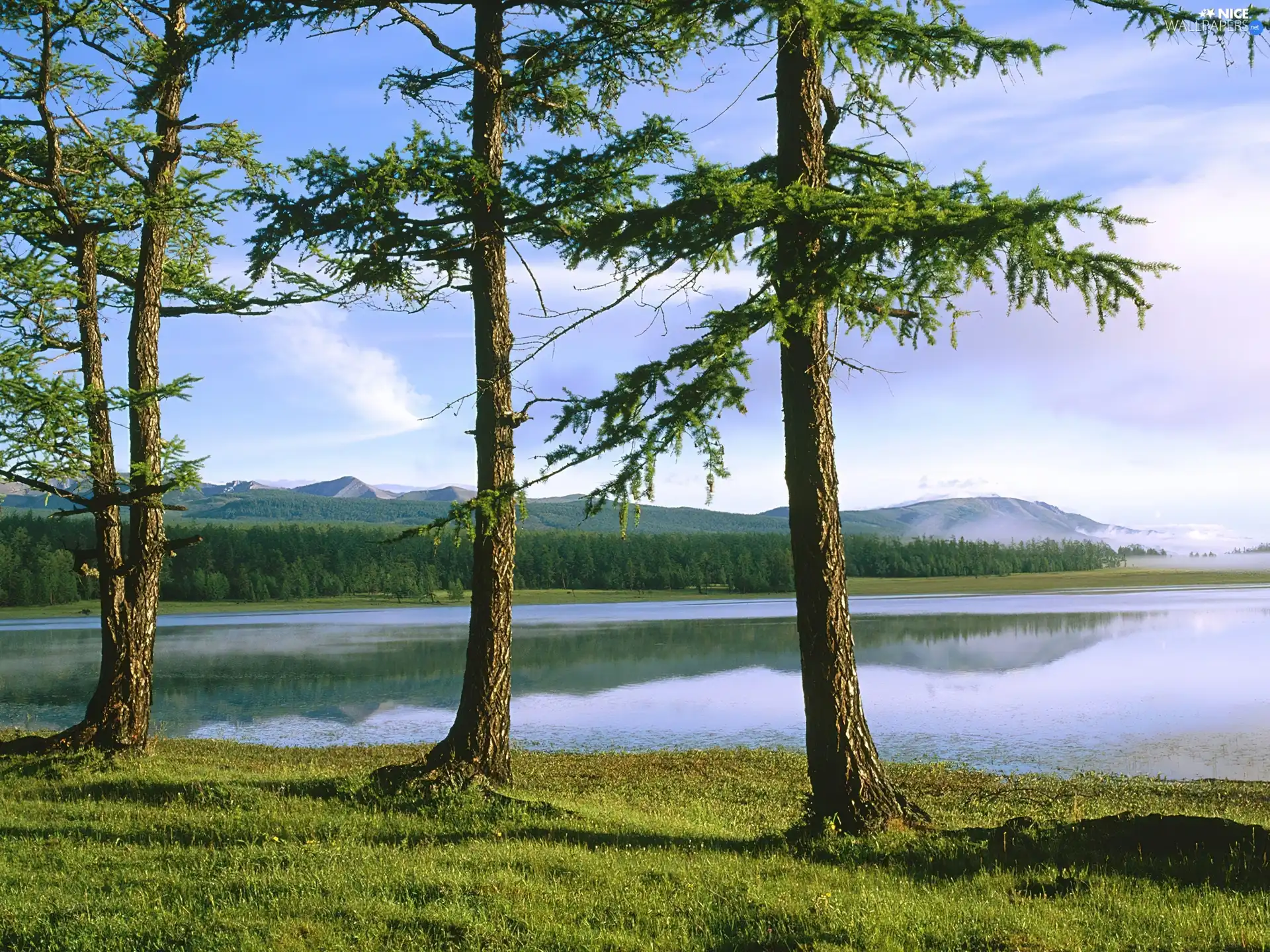 trees, viewes, Green, grass, lake