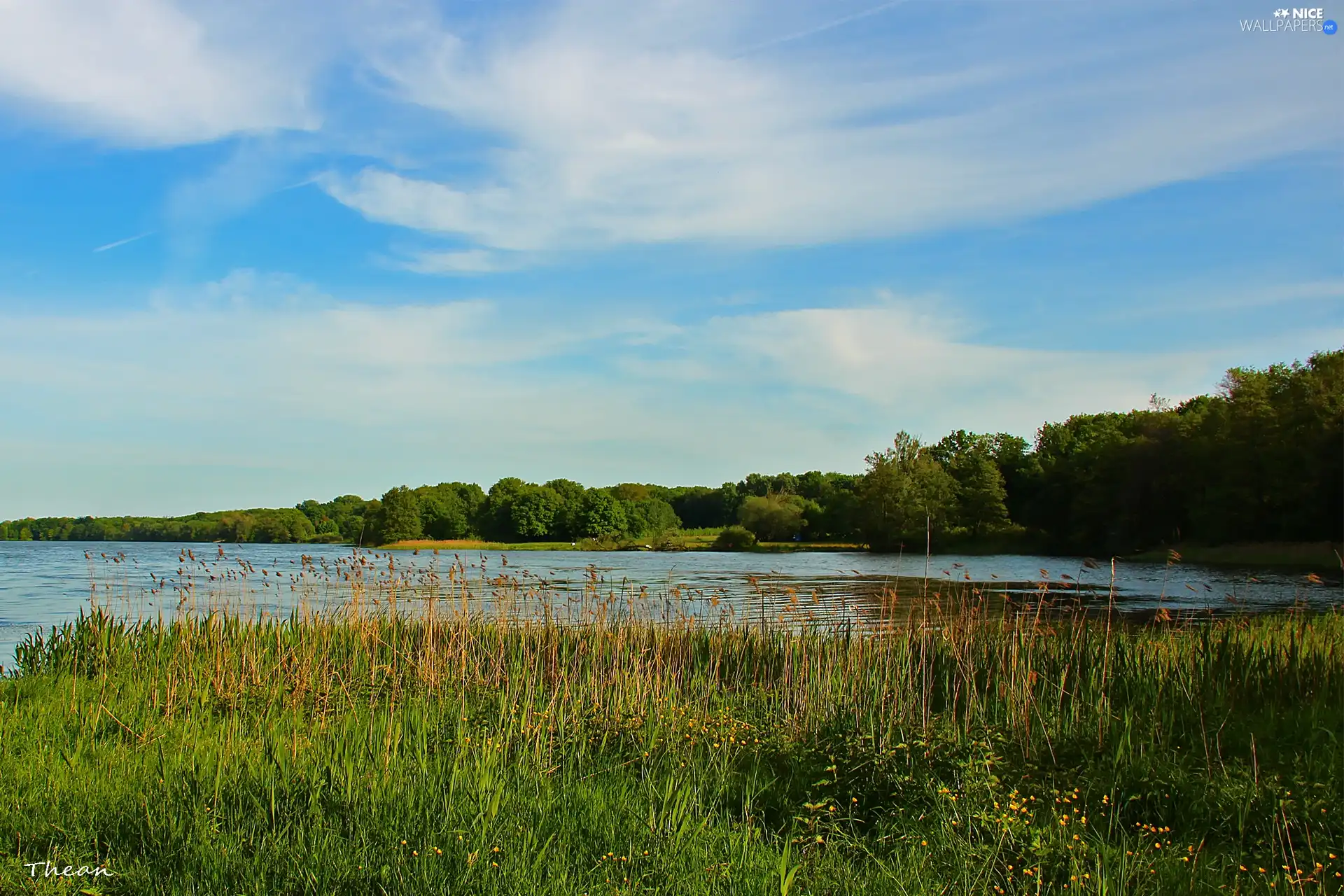 trees, viewes, Meadow, Sky, lake